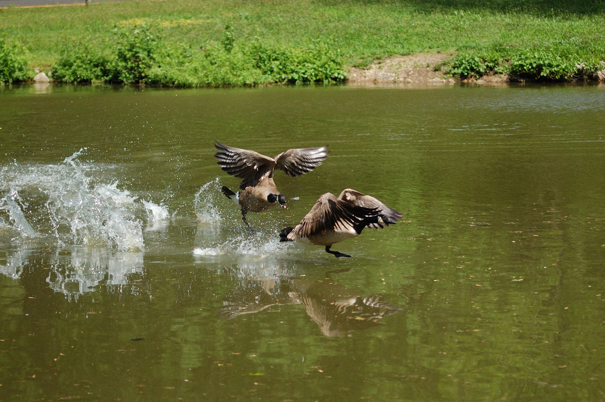 Nikon D40 + Sigma 70-300mm F4-5.6 APO Macro Super II sample photo. Fighting geese photography