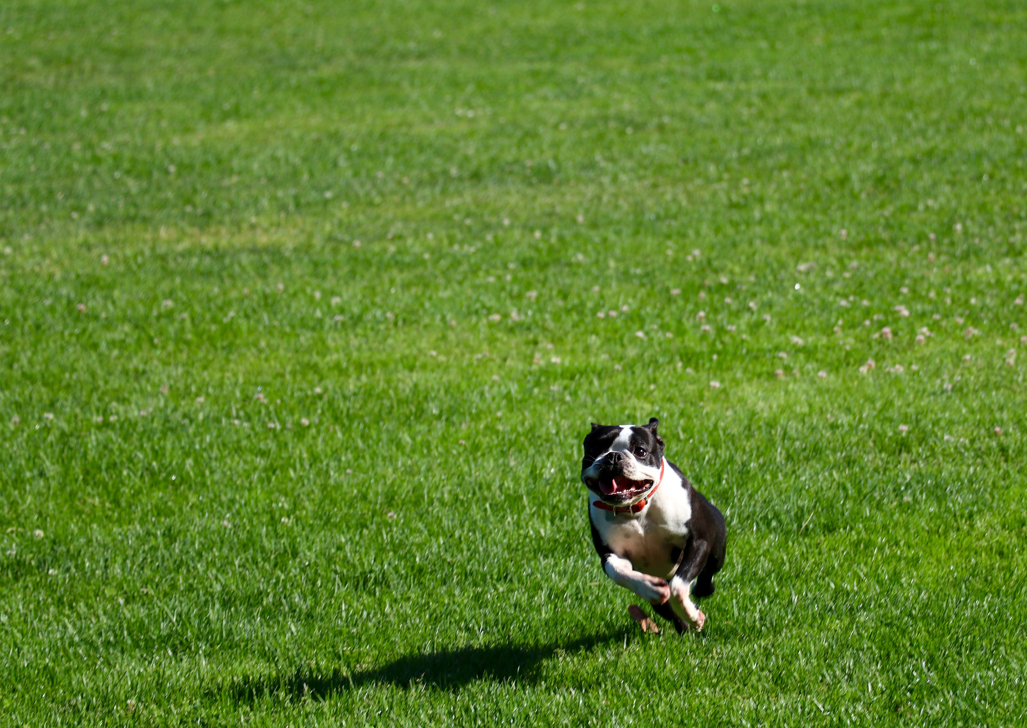 Canon EF-S 18-135mm F3.5-5.6 IS USM sample photo. Django giving it his all! photography