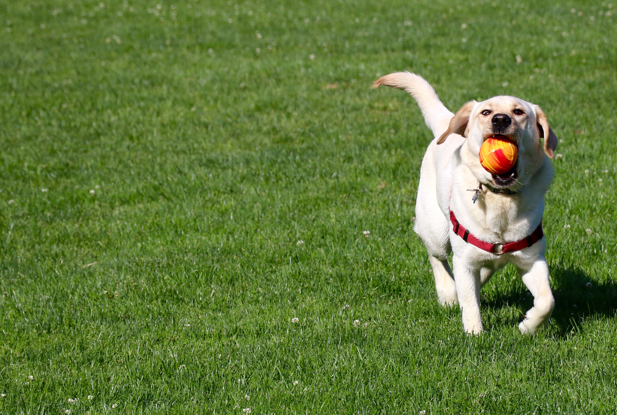Canon EF-S 18-135mm F3.5-5.6 IS USM sample photo. Best game ever!  i love fetch! photography
