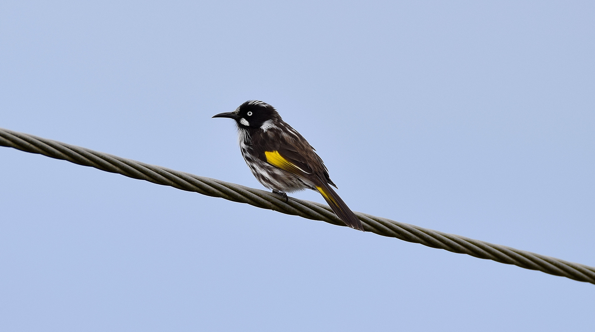 Sigma 150-600mm F5-6.3 DG OS HSM | C sample photo. New holland honey eater photography