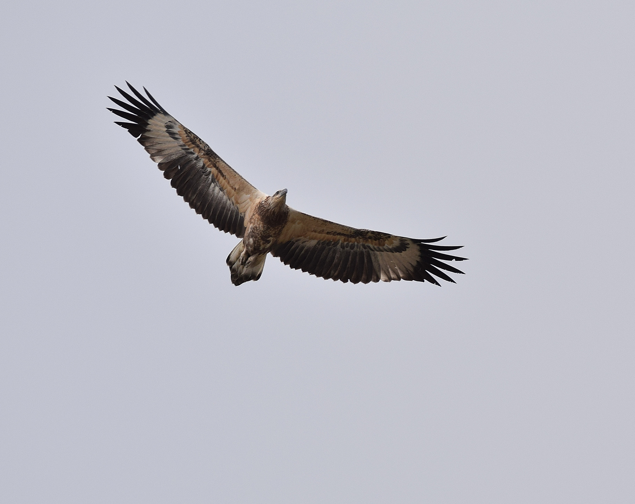 Sigma 150-600mm F5-6.3 DG OS HSM | C sample photo. Wedge-tail eagle photography