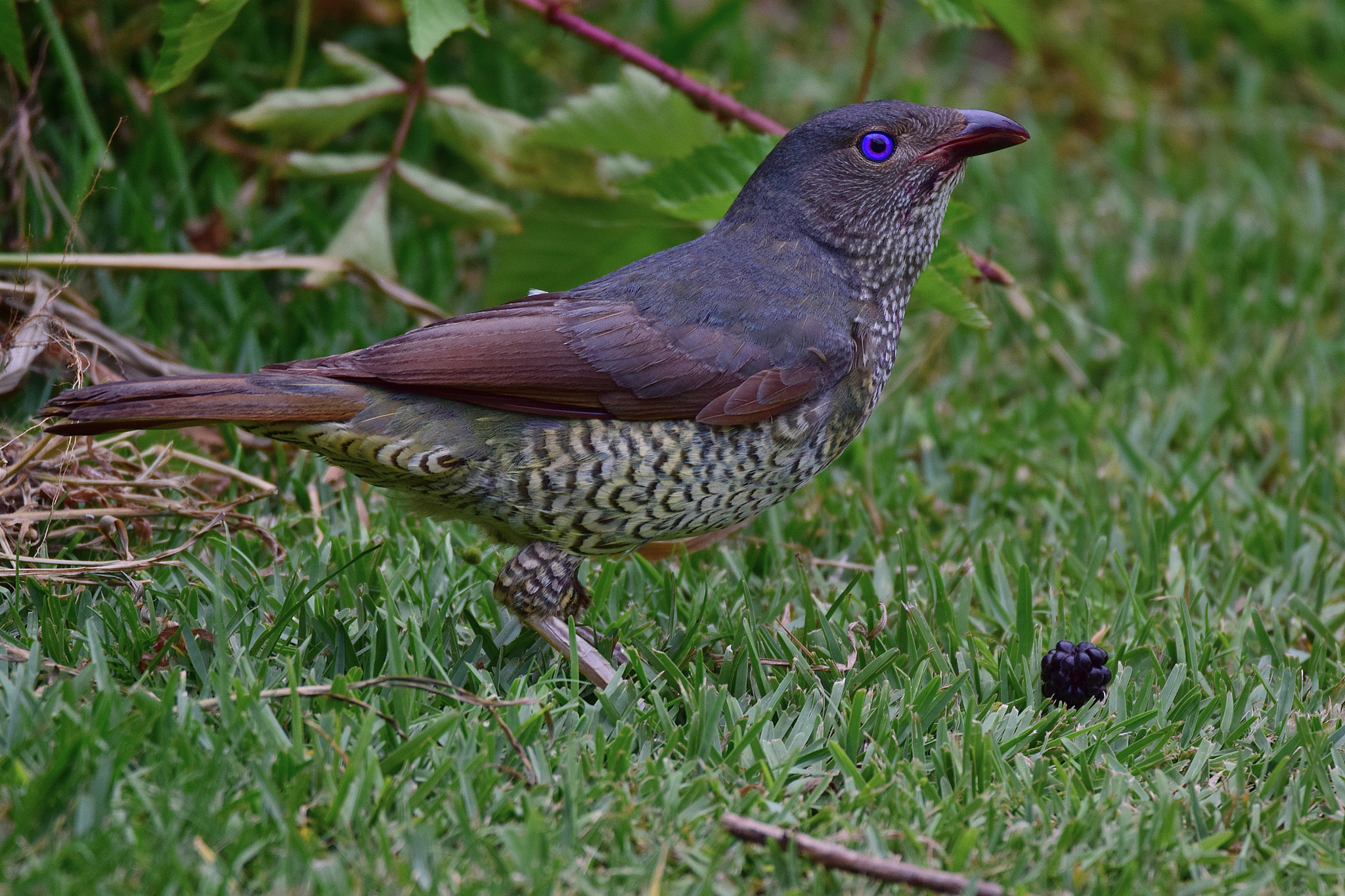 Sigma 150-600mm F5-6.3 DG OS HSM | C sample photo. Bower bird photography