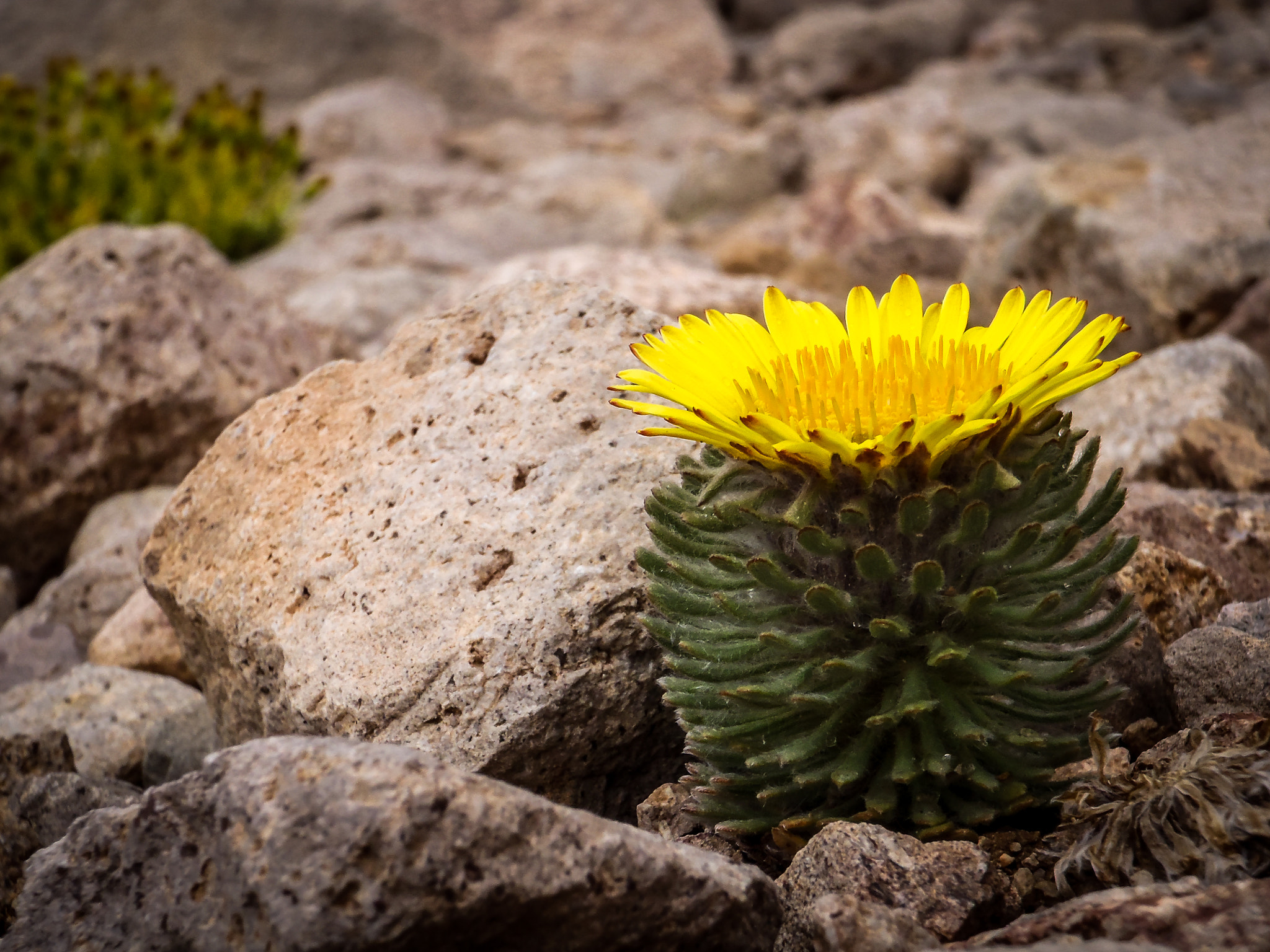 Olympus TG-310 sample photo. Domuyo photography