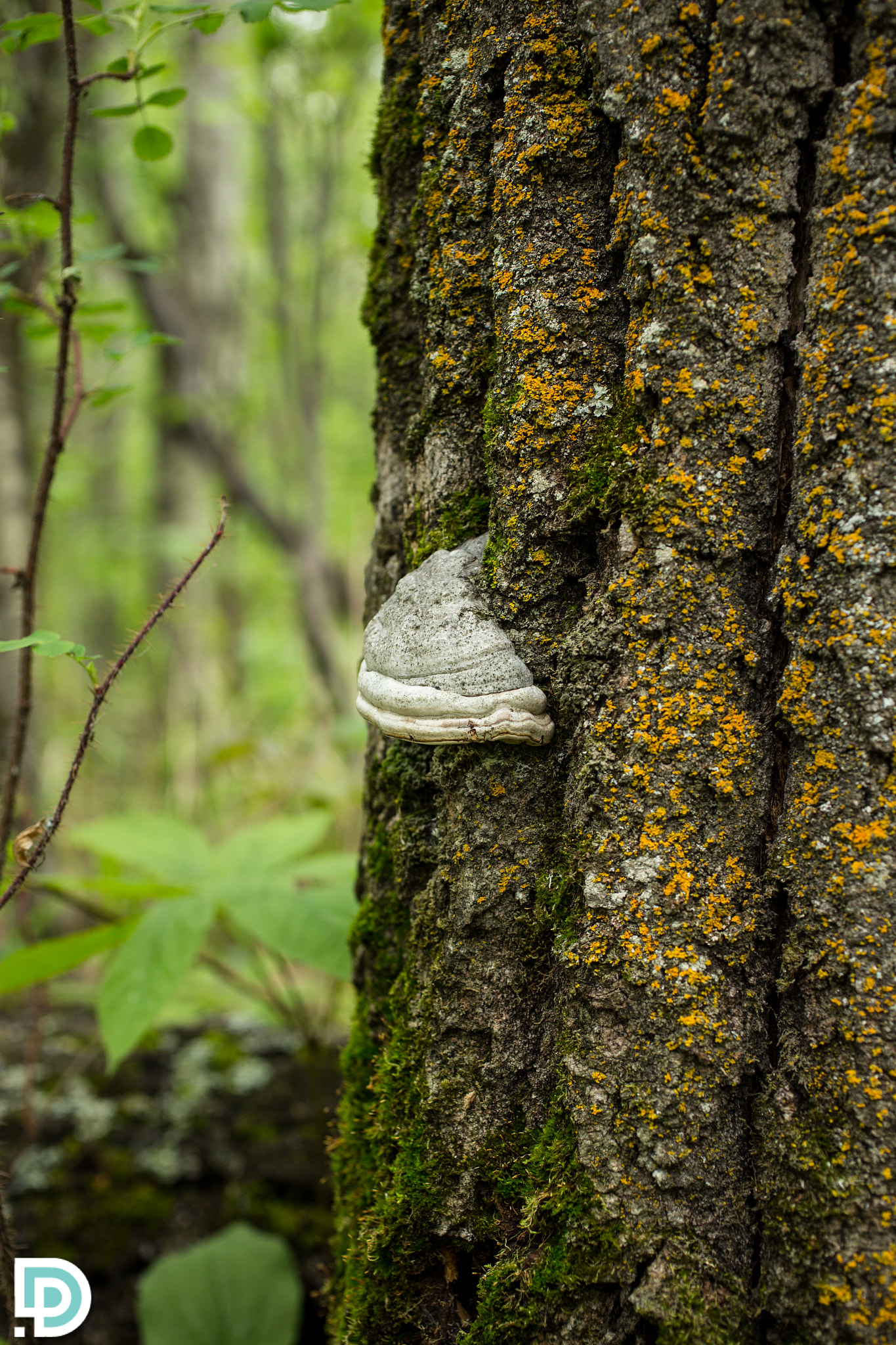 Canon EOS 6D + Canon EF 50mm F2.5 Macro sample photo. Bracket fungi photography