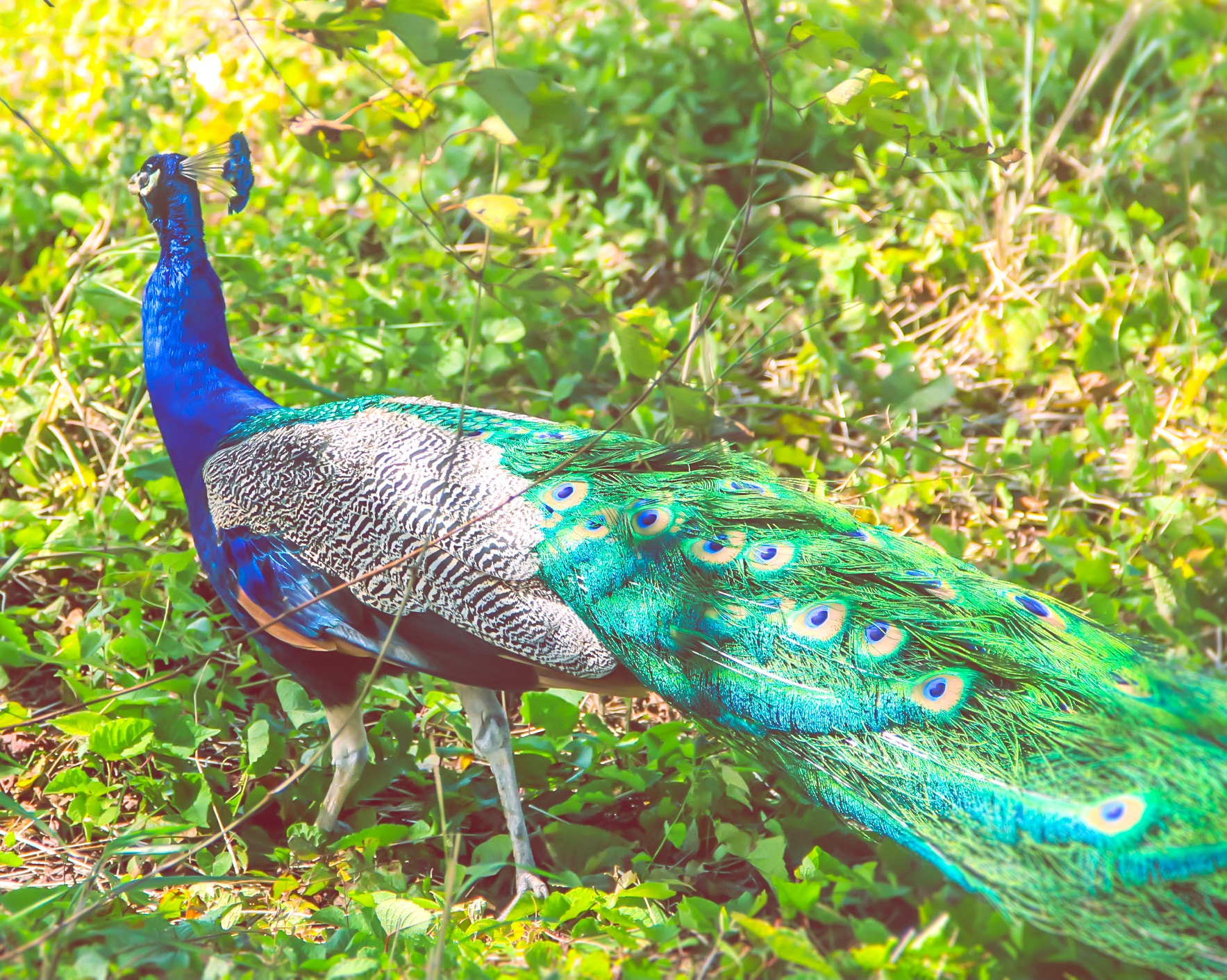 Canon EOS 650D (EOS Rebel T4i / EOS Kiss X6i) sample photo. Peacock caught in antigua jungle photography
