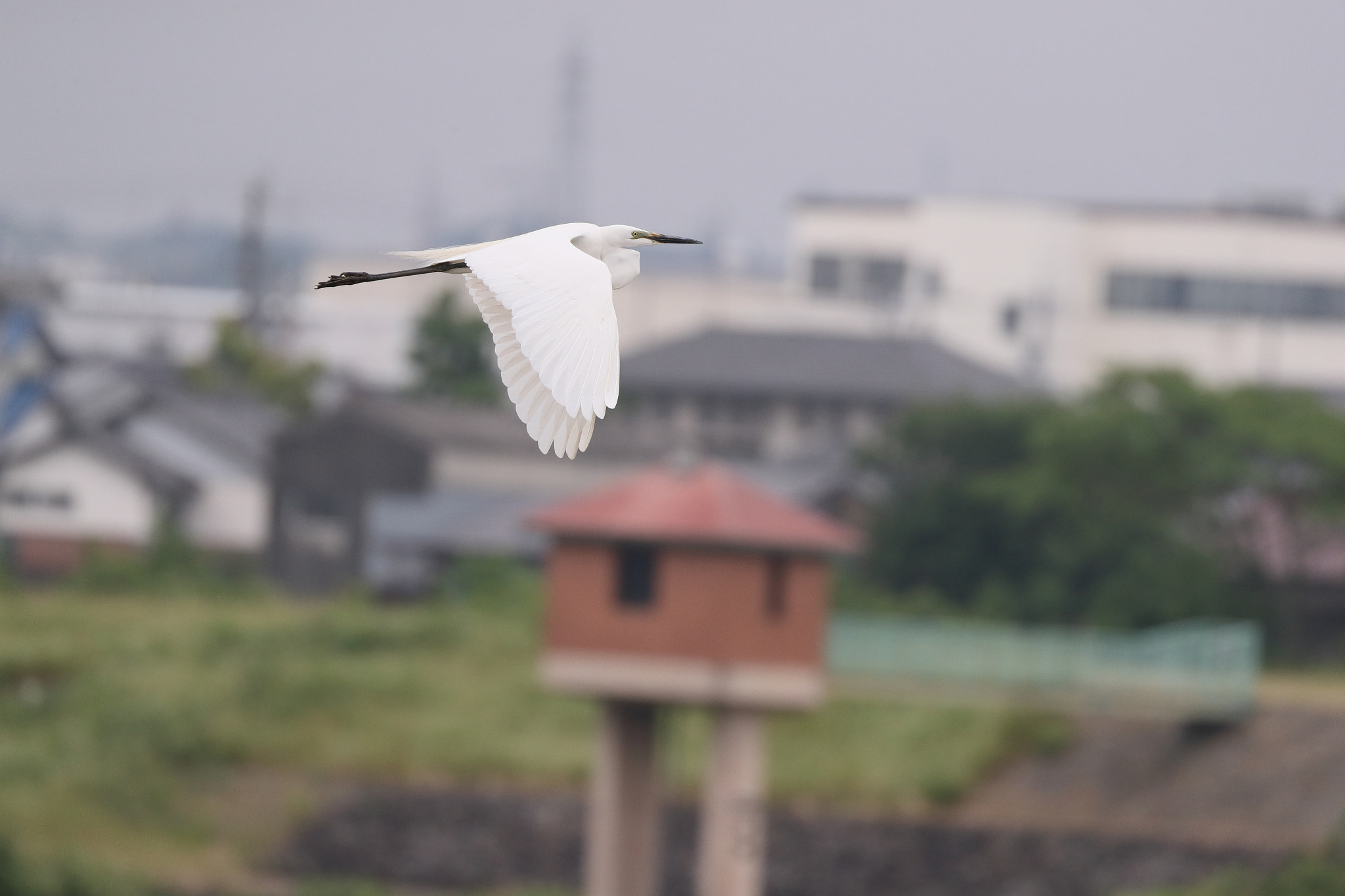 Canon EOS-1D X Mark II sample photo. An egret photography