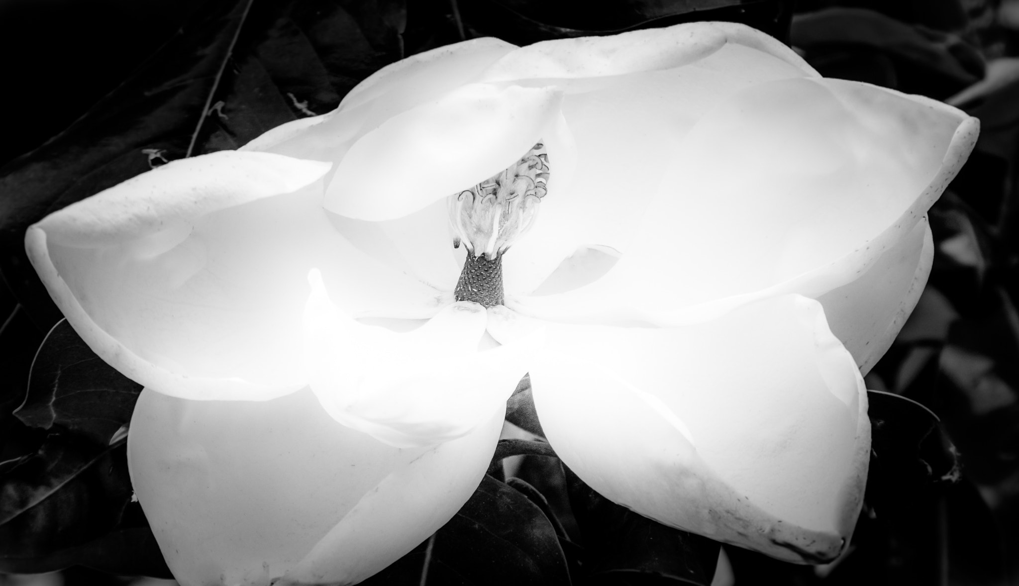 Canon EOS 650D (EOS Rebel T4i / EOS Kiss X6i) sample photo. Shrouded grace b&w photography