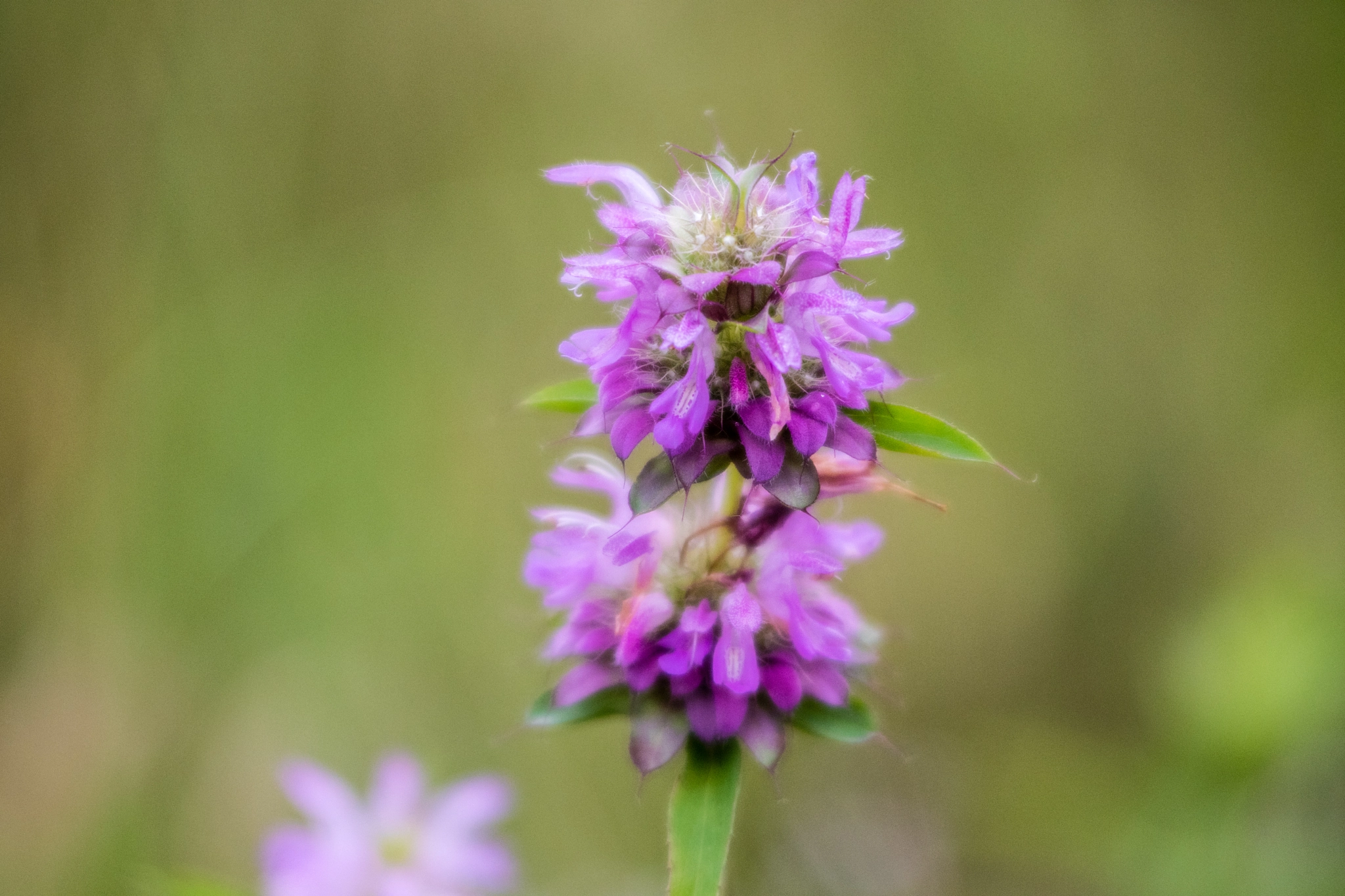Nikon AF-Nikkor 80-200mm F2.8D ED sample photo. Lupine photography
