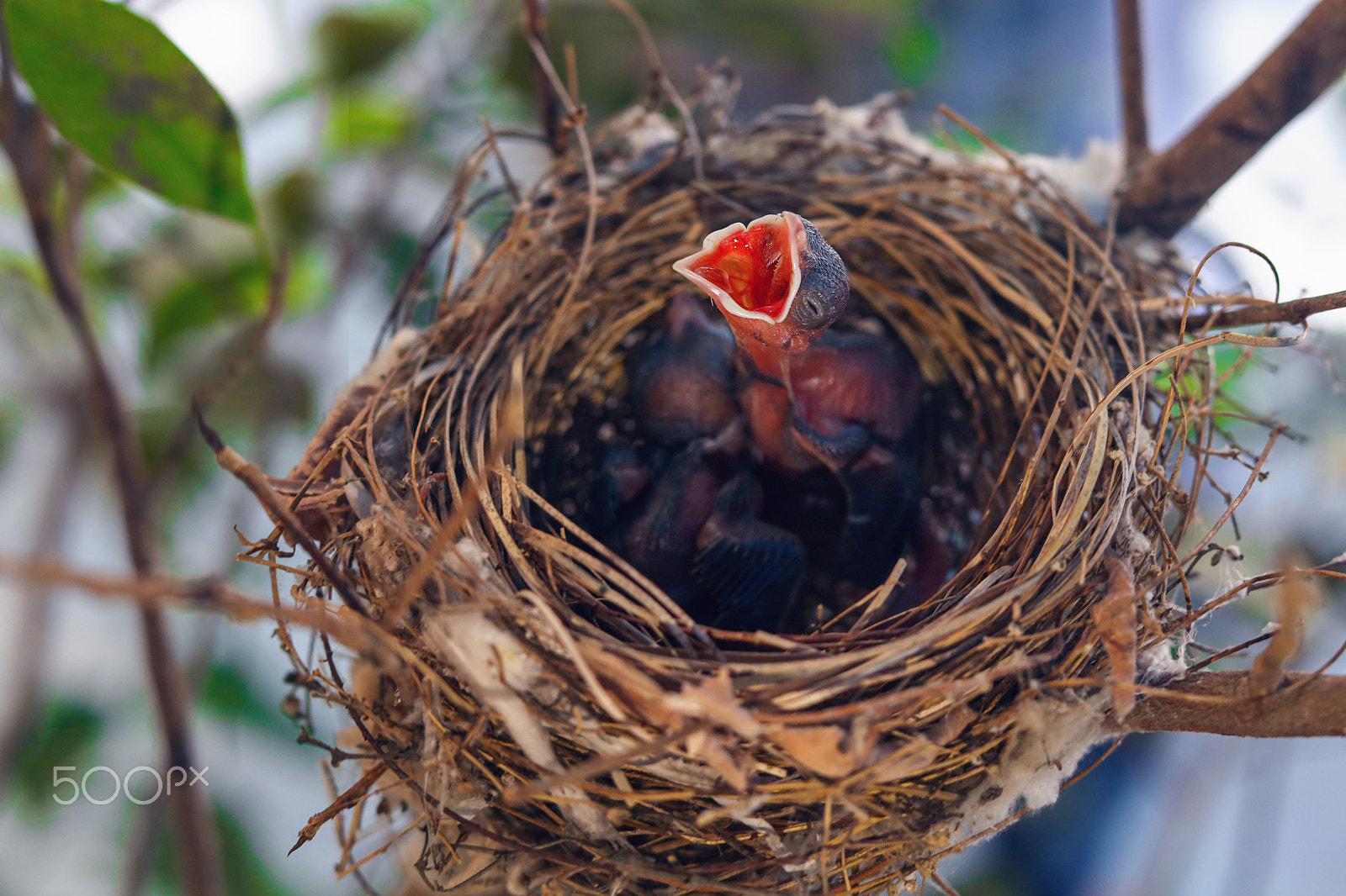 Canon EOS 5DS R sample photo. Baby birds photography