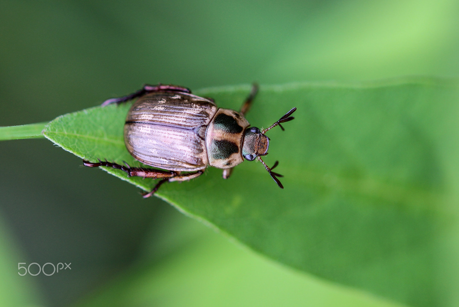 Sigma 105mm F2.8 EX DG OS HSM sample photo. Wi-fi beetle photography