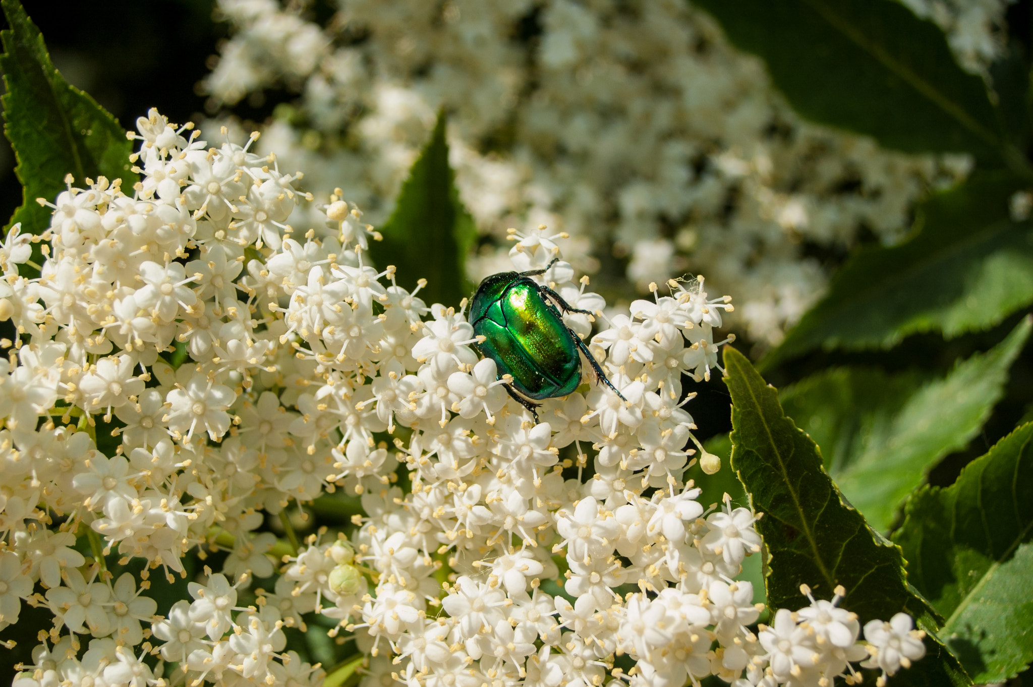 Nikon D50 + Sigma 18-50mm F3.5-5.6 DC sample photo. Жучок photography