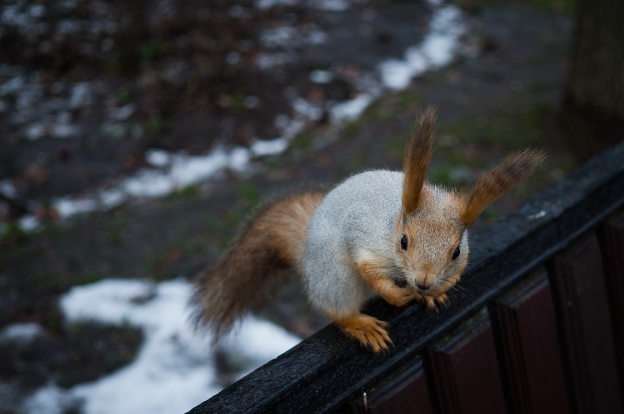 Sony Alpha NEX-3N + Sigma 30mm F2.8 EX DN sample photo. Белочка photography