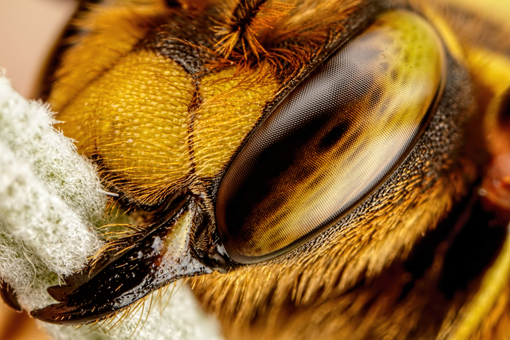 Canon MP-E 65mm F2.5 1-5x Macro Photo sample photo. European wool carder bee iii photography