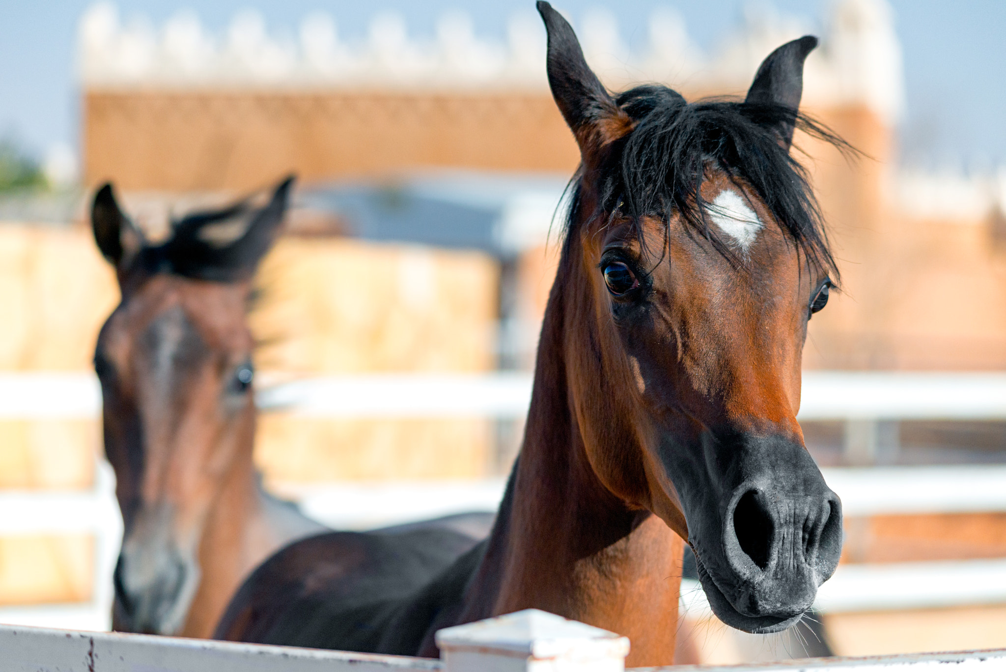 Sigma 150-500mm F5-6.3 DG OS HSM sample photo. My stables photography