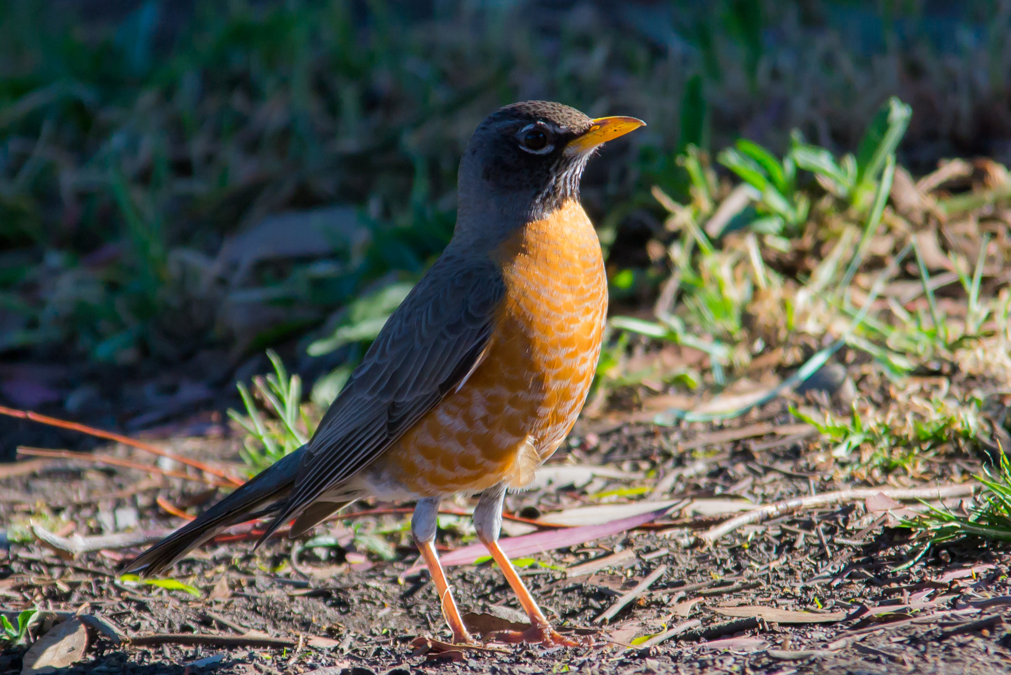 Sigma 150-500mm F5-6.3 DG OS HSM sample photo. American robin photography