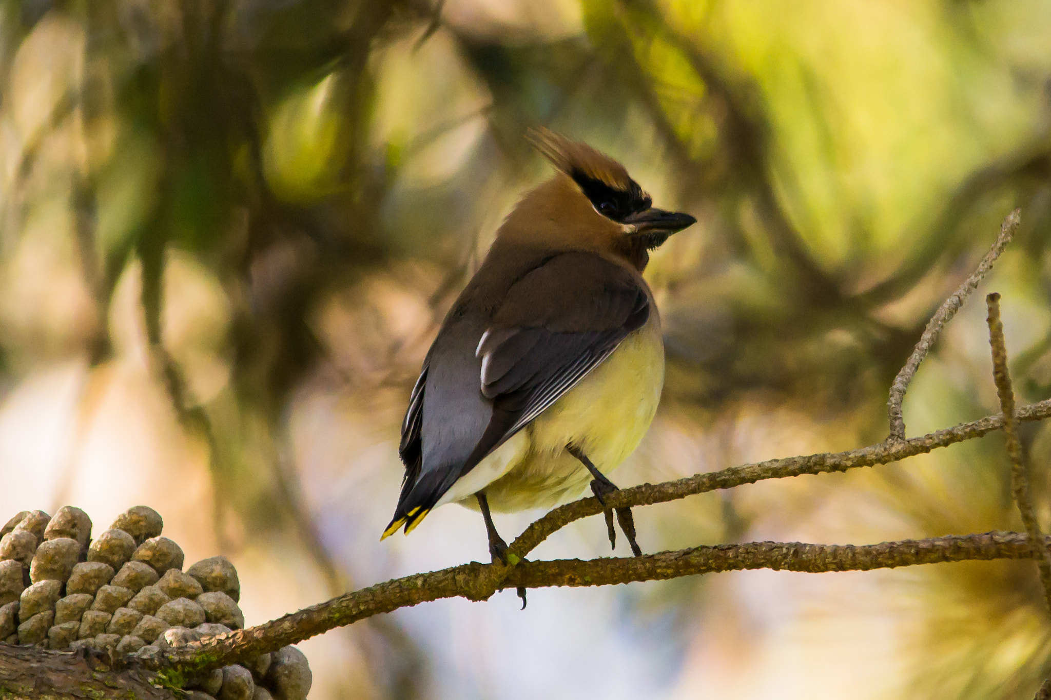 Sigma 150-500mm F5-6.3 DG OS HSM sample photo. Cedar waxing - 1 photography