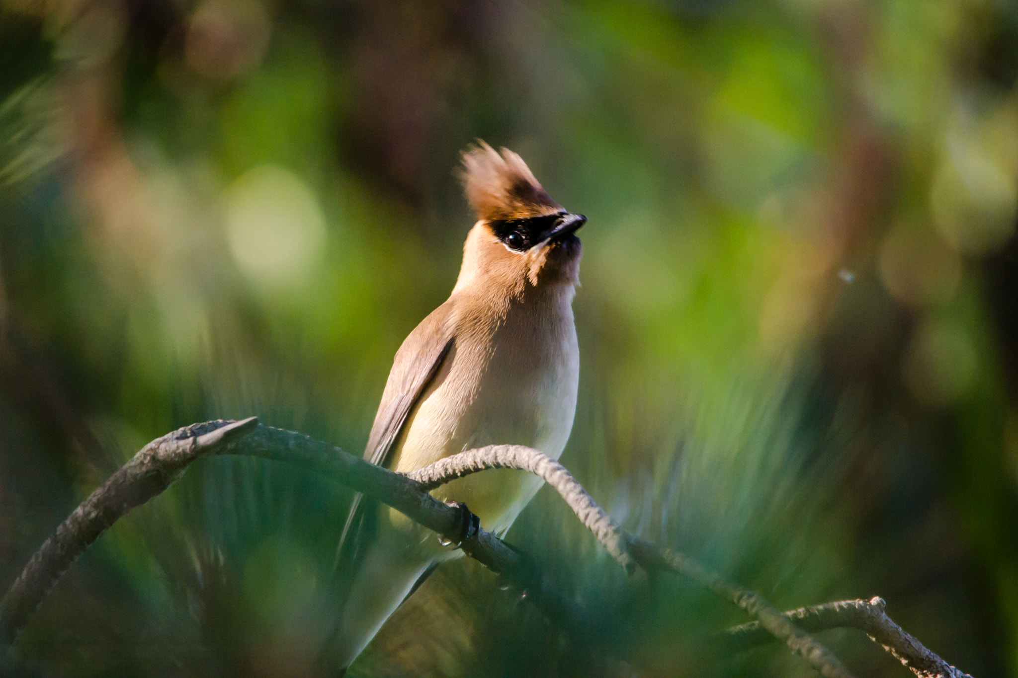 Sigma 150-500mm F5-6.3 DG OS HSM sample photo. Cedar waxing - 2 photography