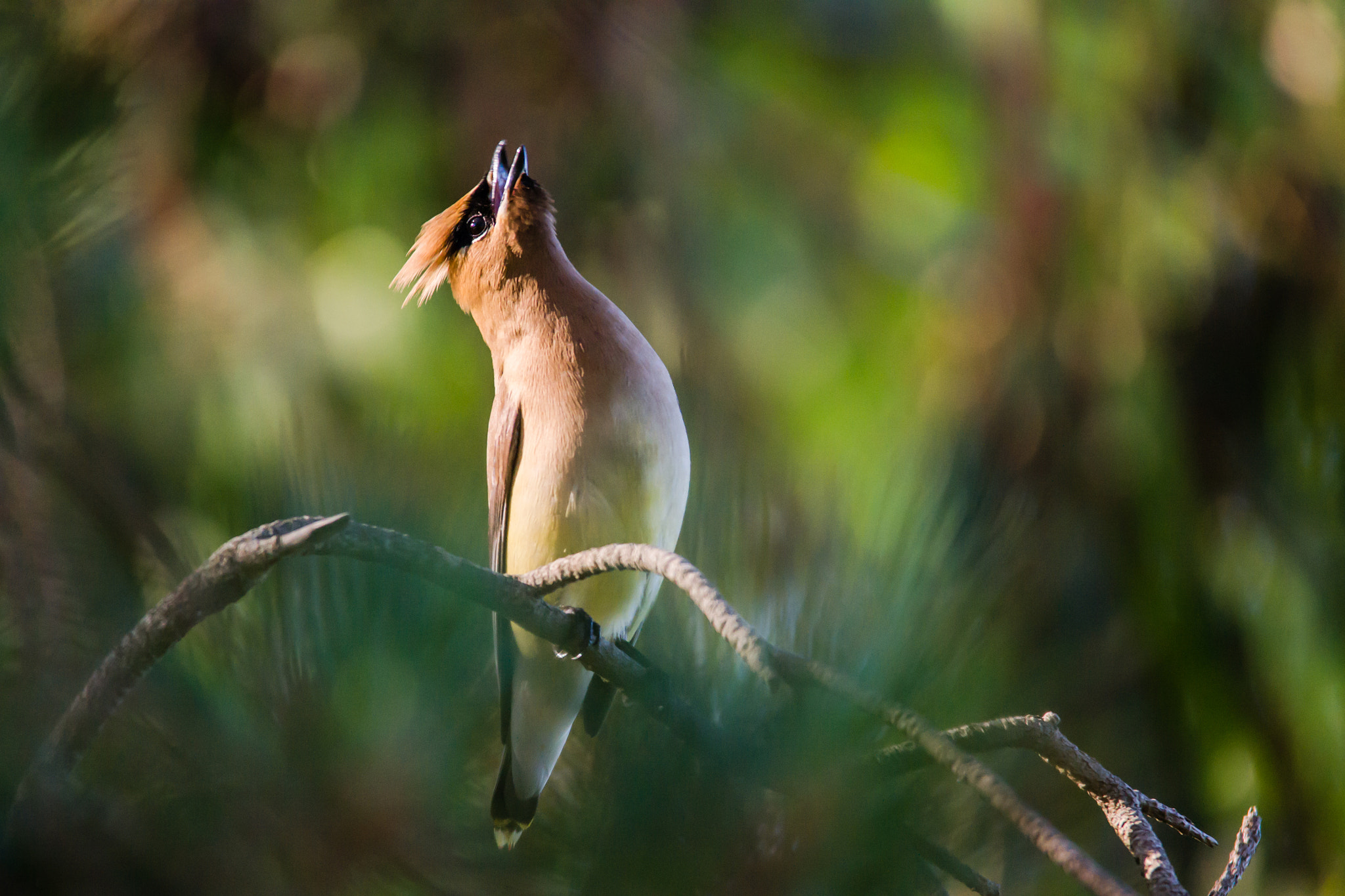 Sigma 150-500mm F5-6.3 DG OS HSM sample photo. Cedar waxing - 3 photography