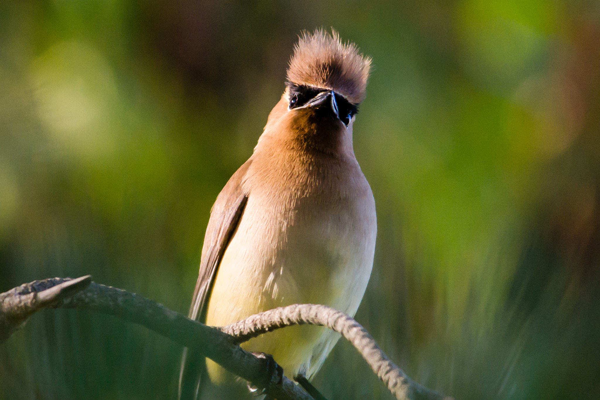 Sigma 150-500mm F5-6.3 DG OS HSM sample photo. Cedar waxing - 4 photography