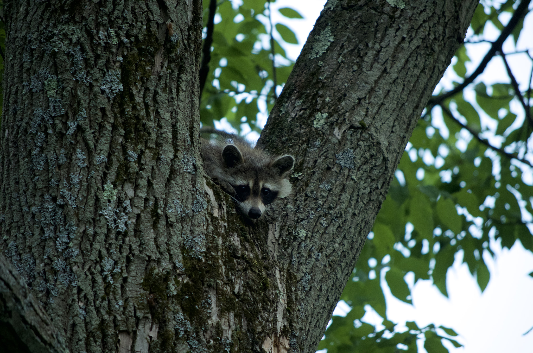 Pentax K-50 + smc PENTAX-DA L 50-200mm F4-5.6 ED sample photo. Whatcha doin? photography