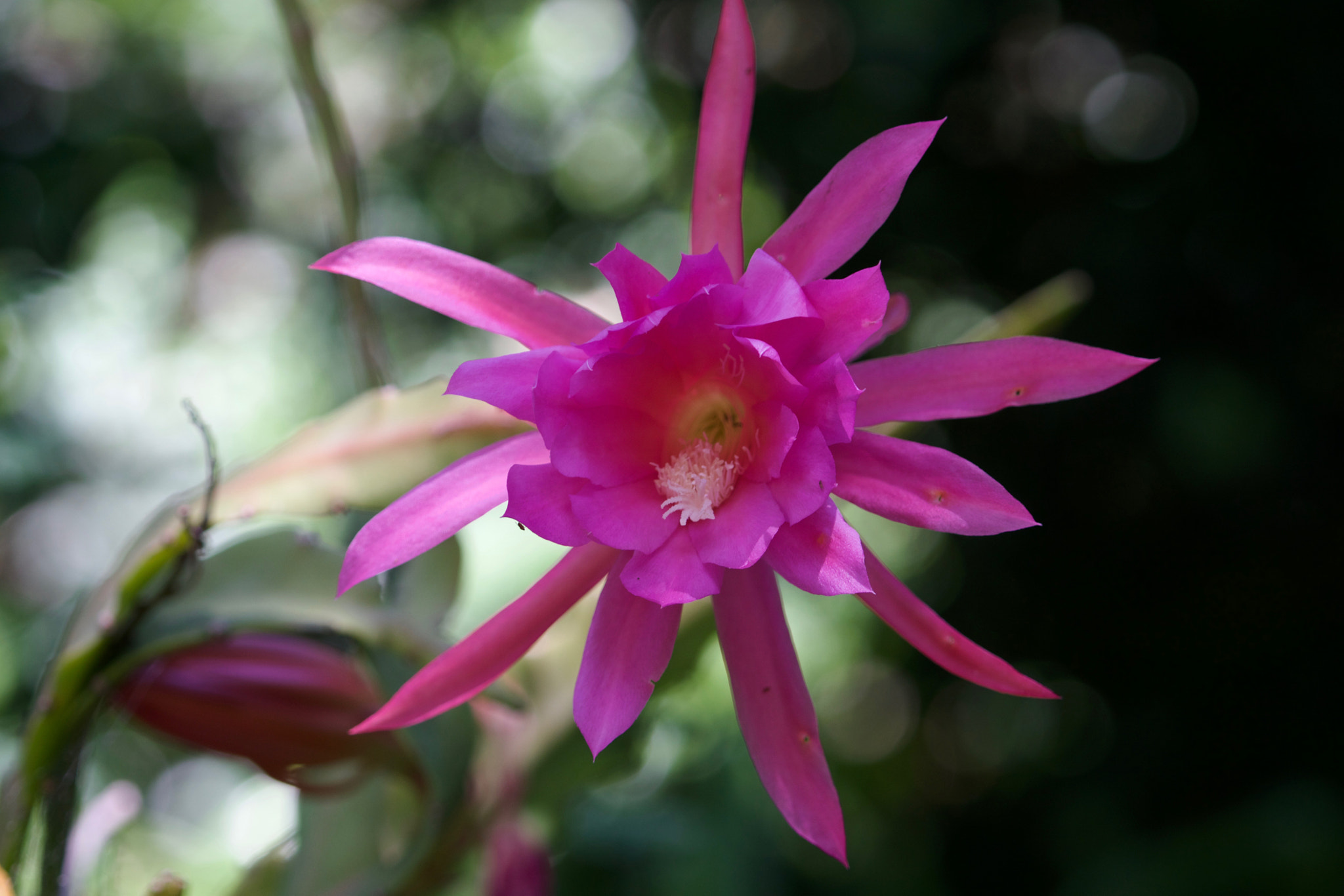 Sony a6000 + Sony FE 70-200mm F4 G OSS sample photo. Cactus flower photography