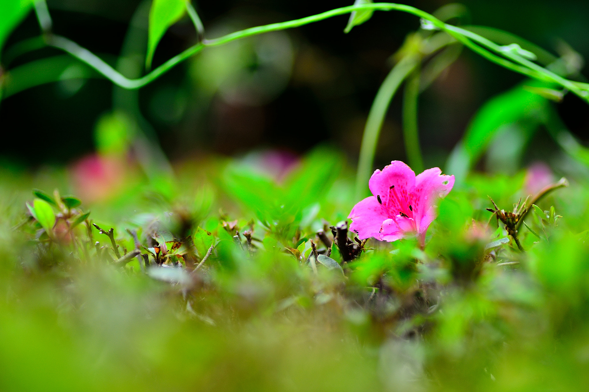 Nikon D3100 sample photo. ツツジ photography