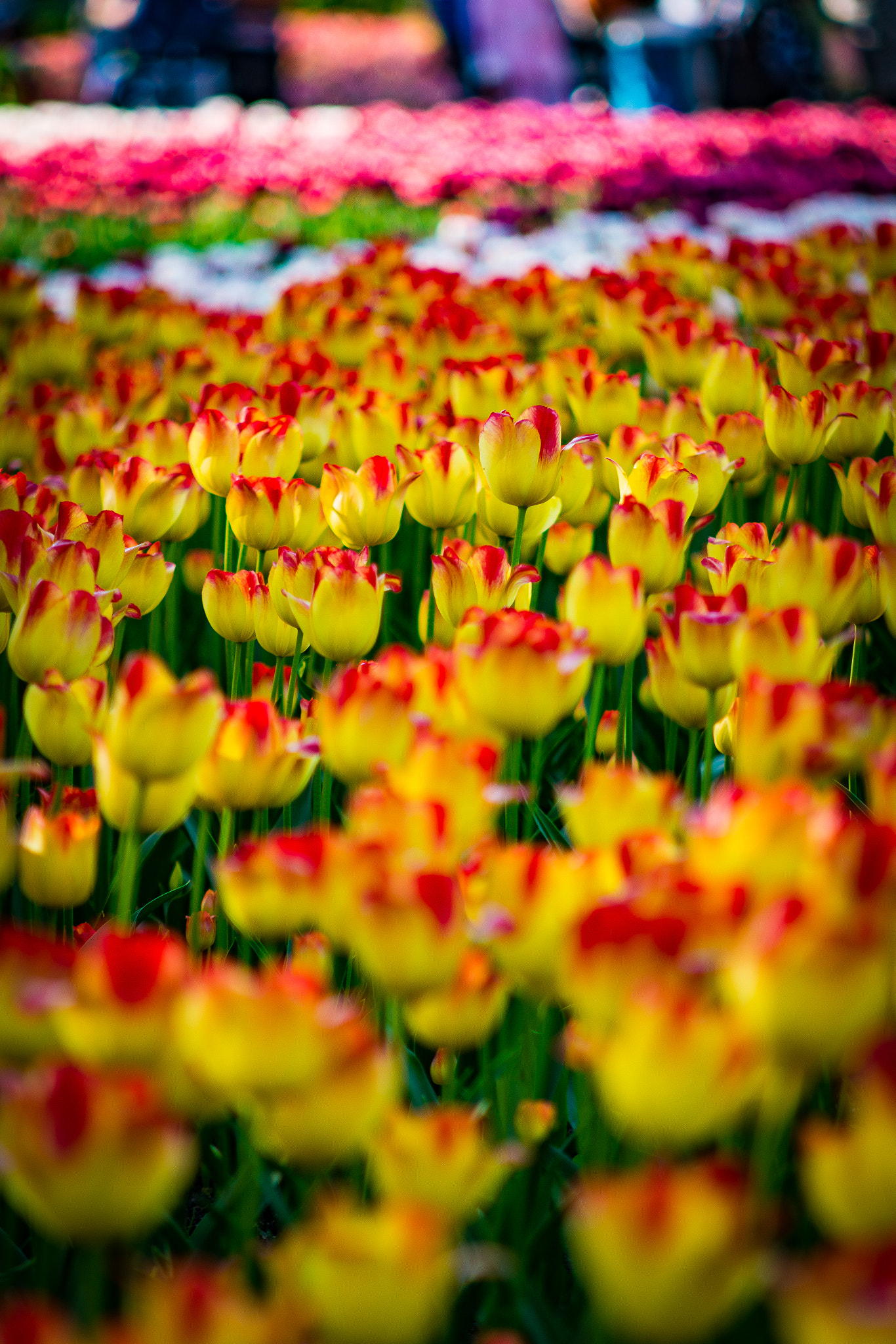 Sigma 50-150mm F2.8 EX APO DC HSM sample photo. Tulip colors photography