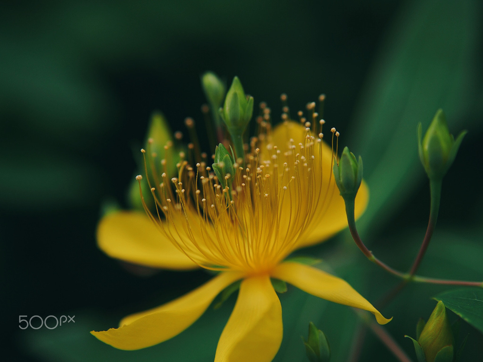 Olympus PEN E-PM2 sample photo. Young brilliant yellow photography