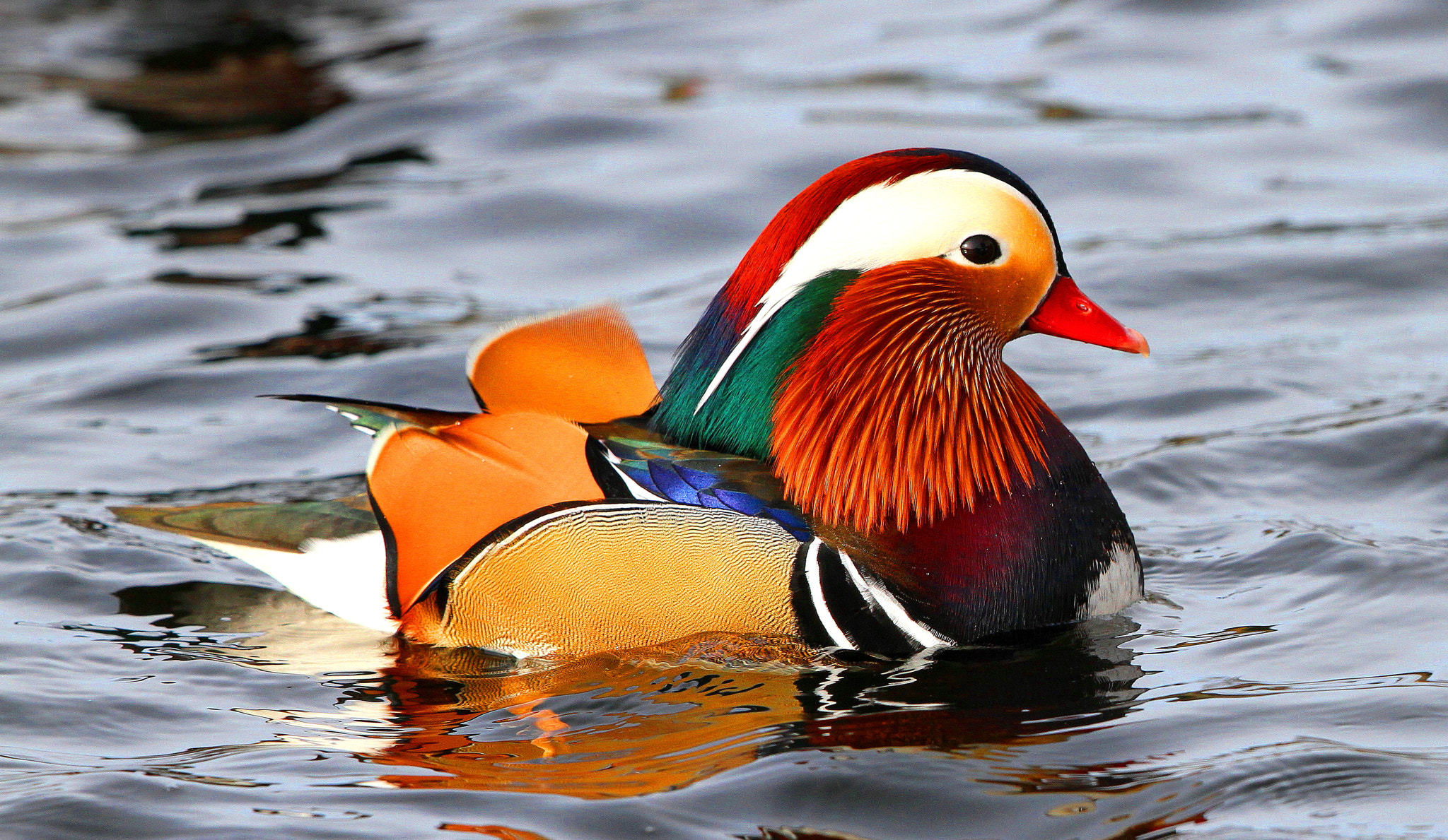 Canon EF 500mm F4L IS II USM sample photo. Drake mandarin photography