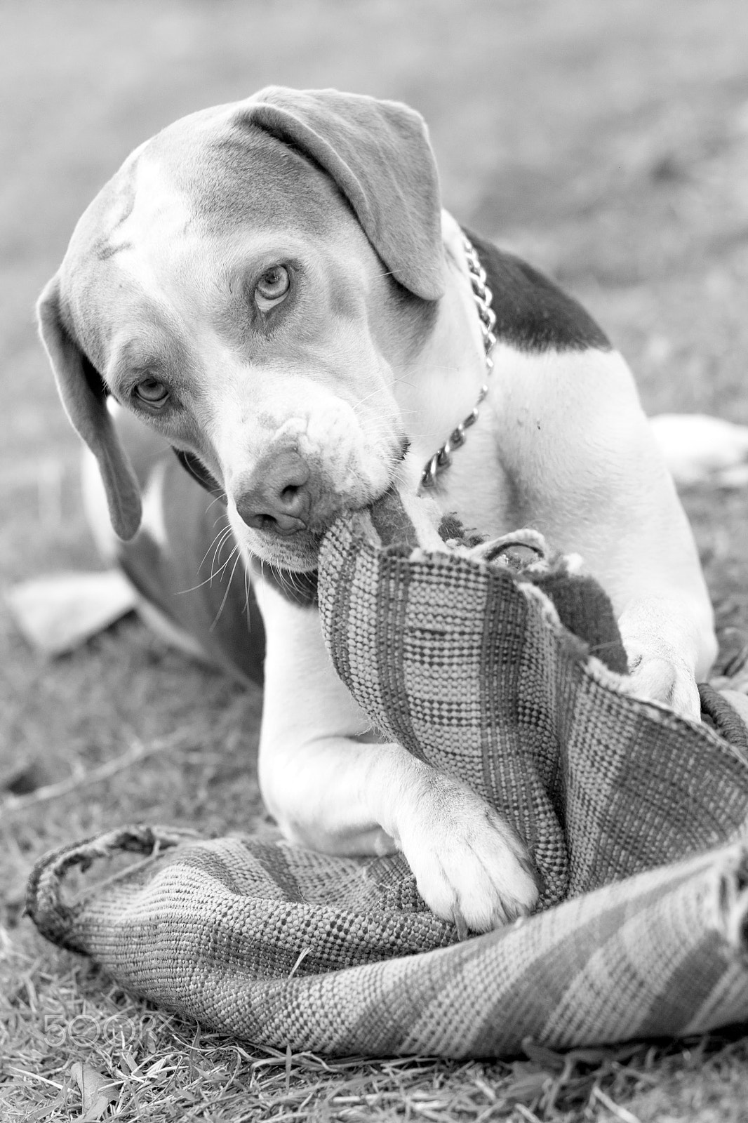 Canon EOS 1000D (EOS Digital Rebel XS / EOS Kiss F) sample photo. Dog photography