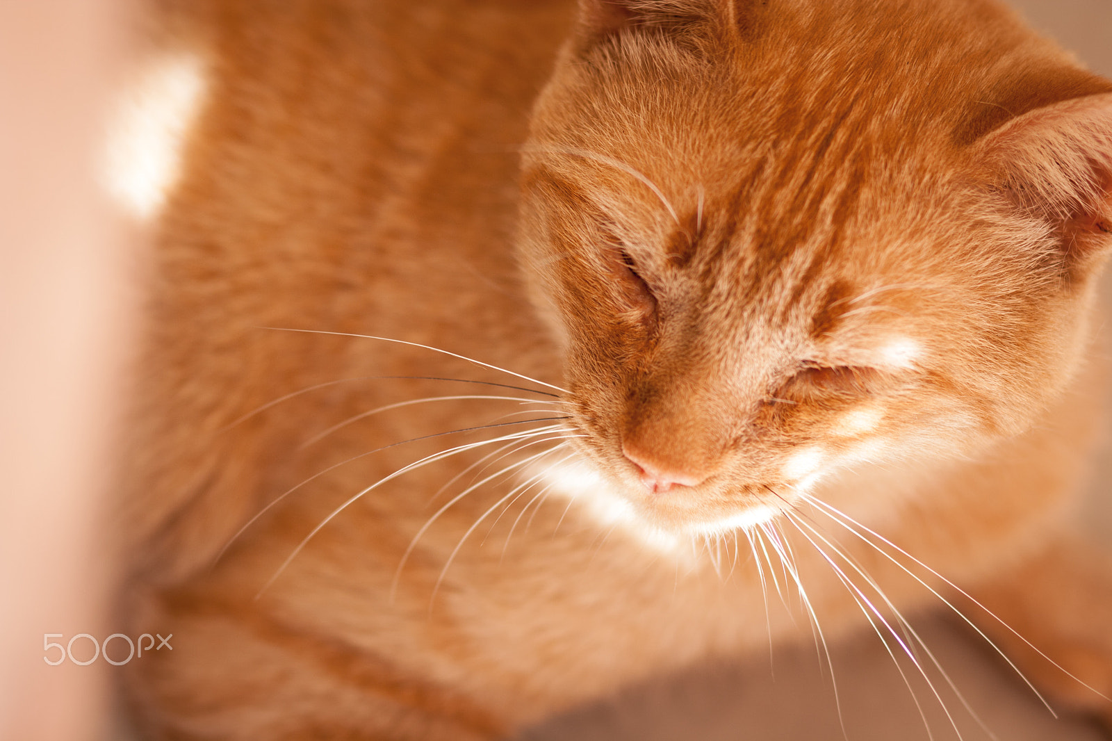 Canon EOS 1000D (EOS Digital Rebel XS / EOS Kiss F) sample photo. Cat photography