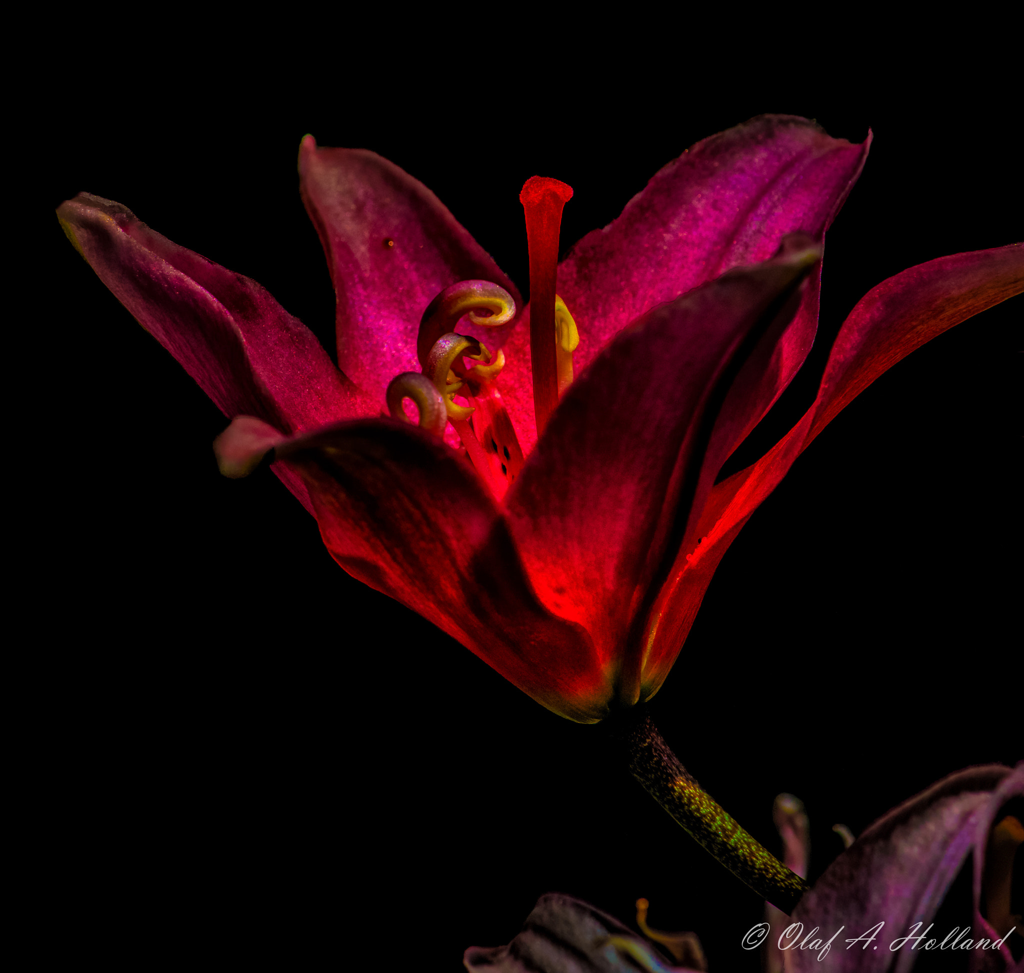 Nikon AF-S Nikkor 70-200mm F4G ED VR sample photo. Lily-light 02 photography
