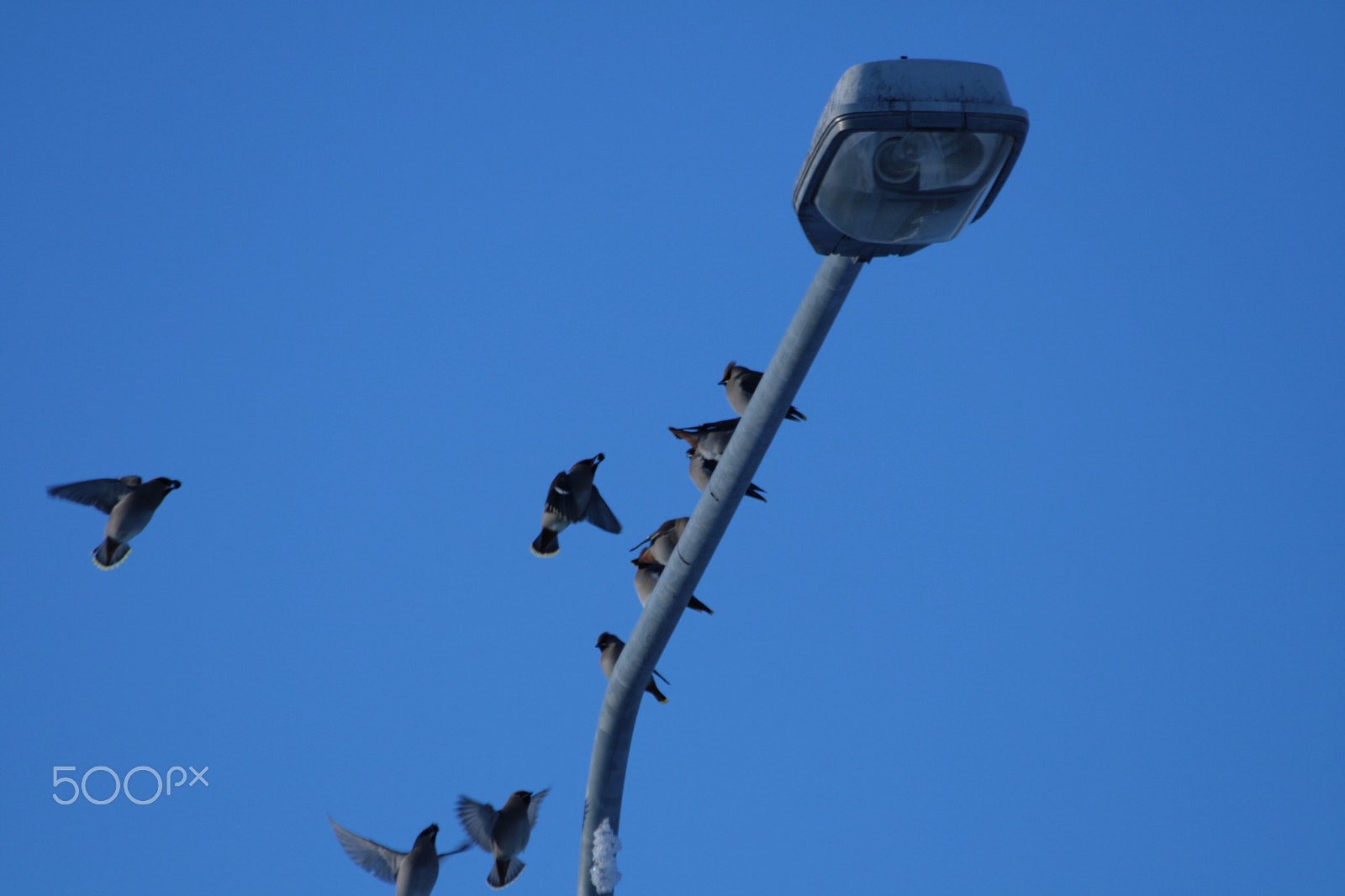 Canon EF 70-300mm F4-5.6 IS USM sample photo. Bombycilla garrulus photography