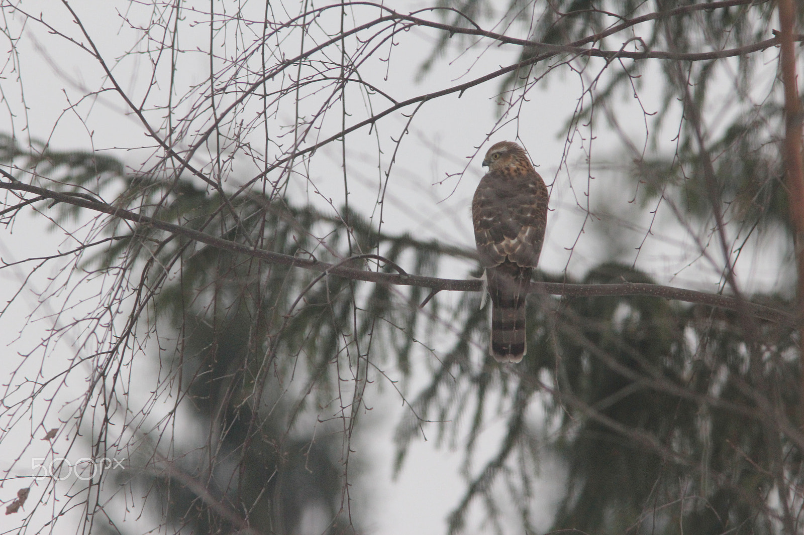 Canon EOS 550D (EOS Rebel T2i / EOS Kiss X4) + Canon EF 300mm F4L IS USM sample photo. Accipiter nisus photography