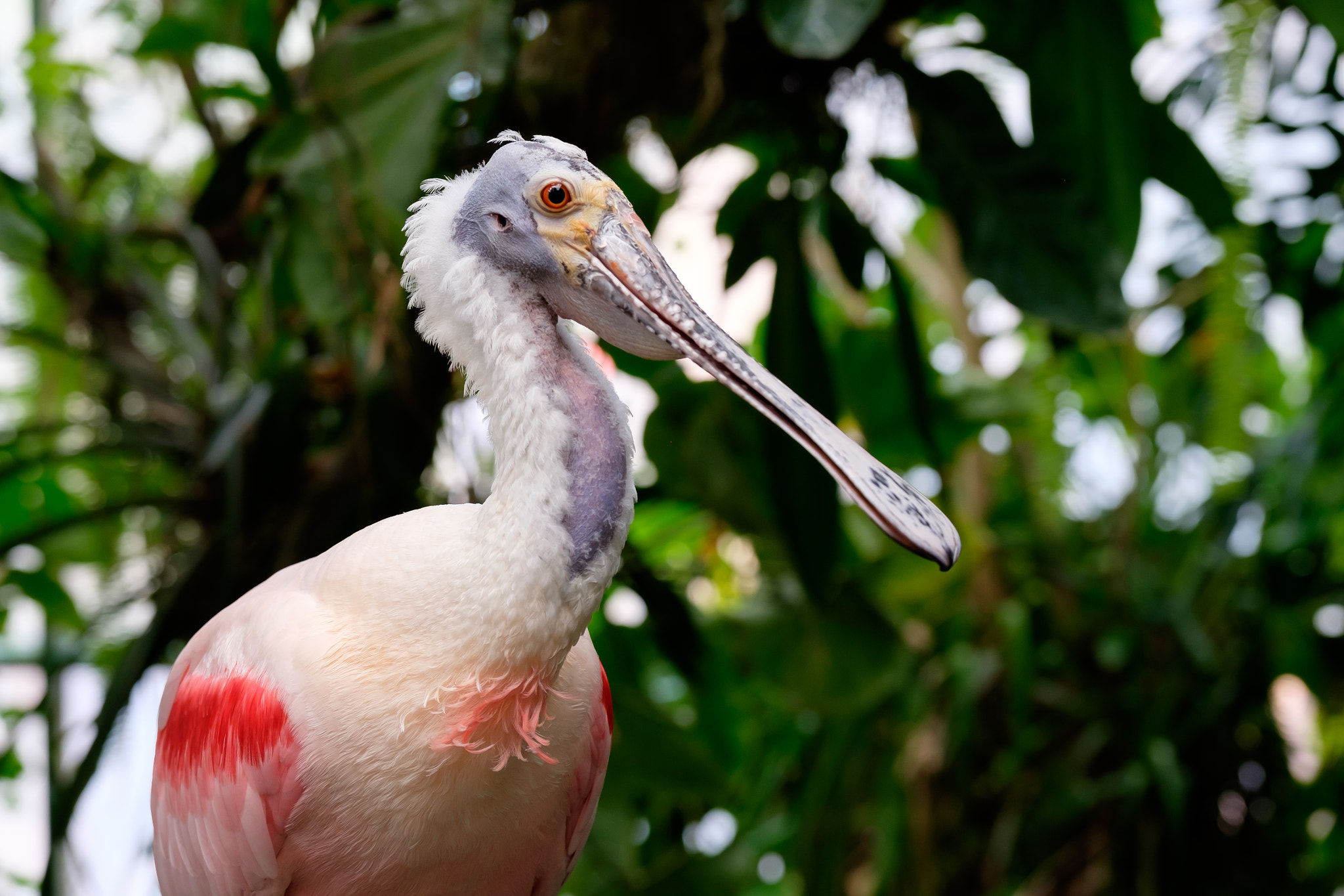 Fujifilm X-T10 + Fujifilm XF 50-140mm F2.8 R LM OIS WR sample photo. Spoonbill photography