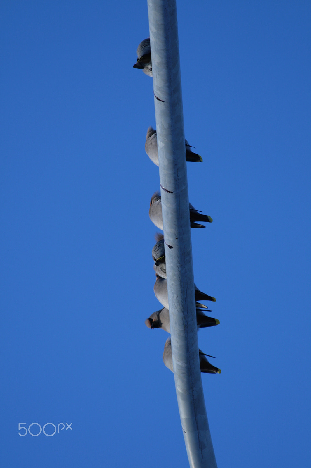 Canon EF 70-300mm F4-5.6 IS USM sample photo. Tilhet, bombycilla garrulus photography
