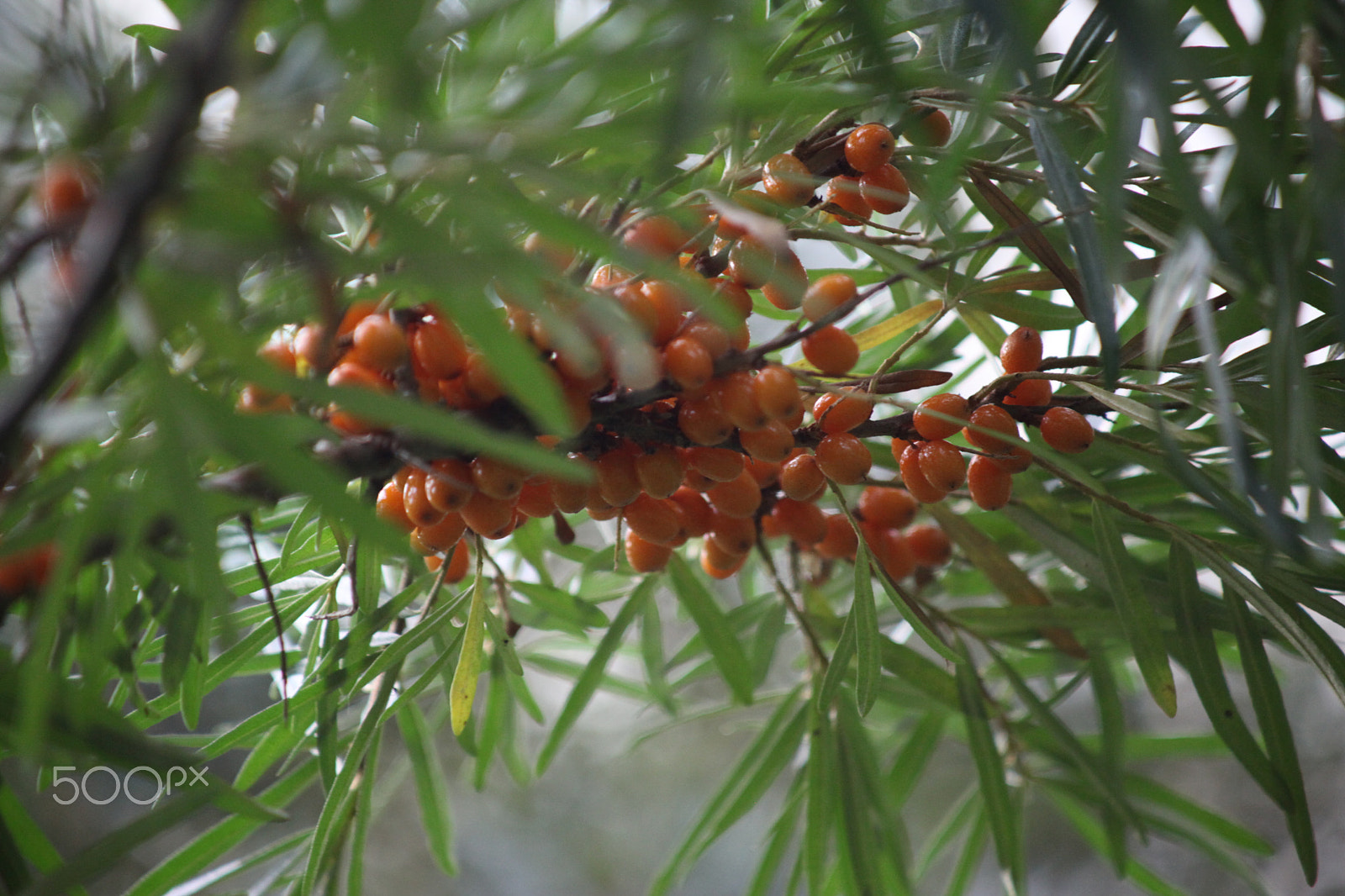 Canon EF 80-200mm F4.5-5.6 II sample photo. Tyrni, buckthorn photography