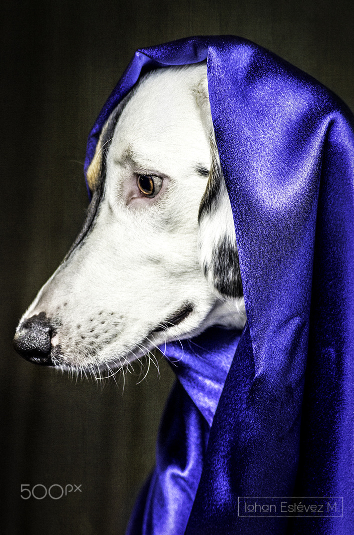 Tamron AF 70-300mm F4-5.6 Di LD Macro sample photo. Tacha en azul 1 photography