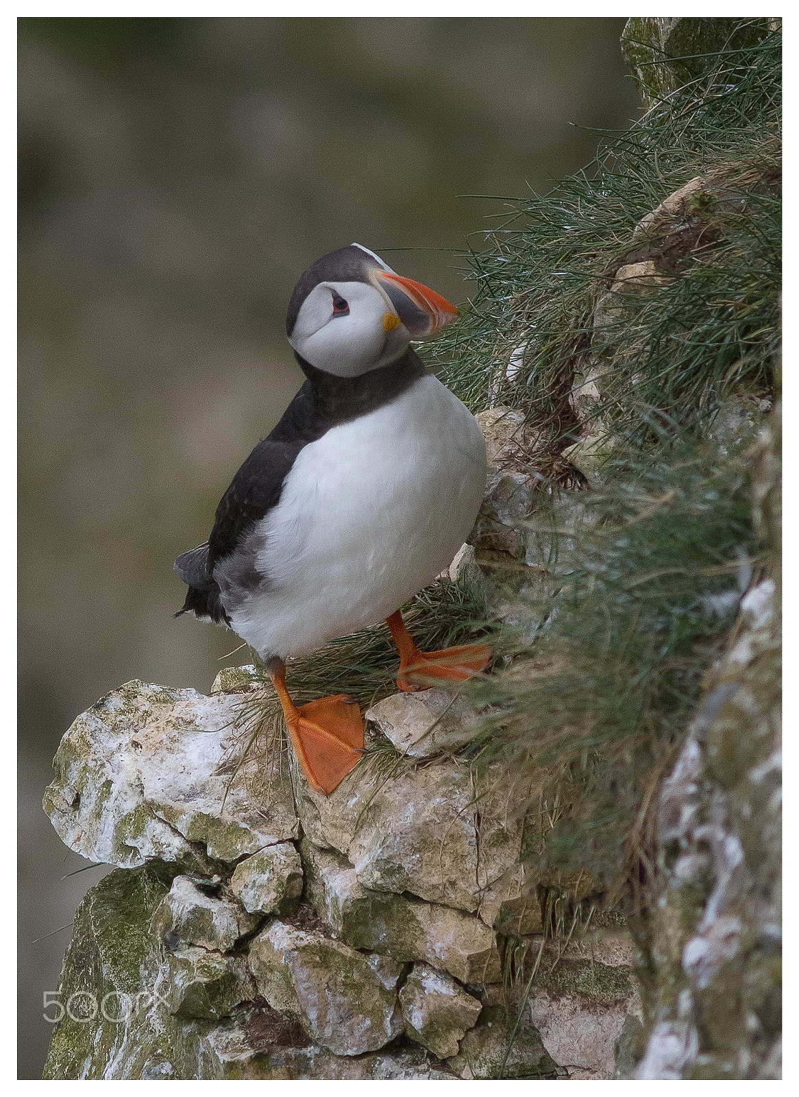 Canon EF 400mm F5.6L USM sample photo. Puffin photography
