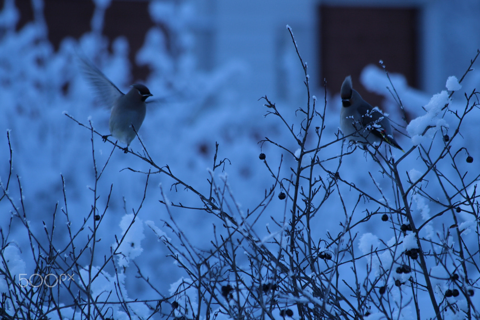 Canon EF 70-300mm F4-5.6 IS USM sample photo. Tilhi, bohemian waxwing photography