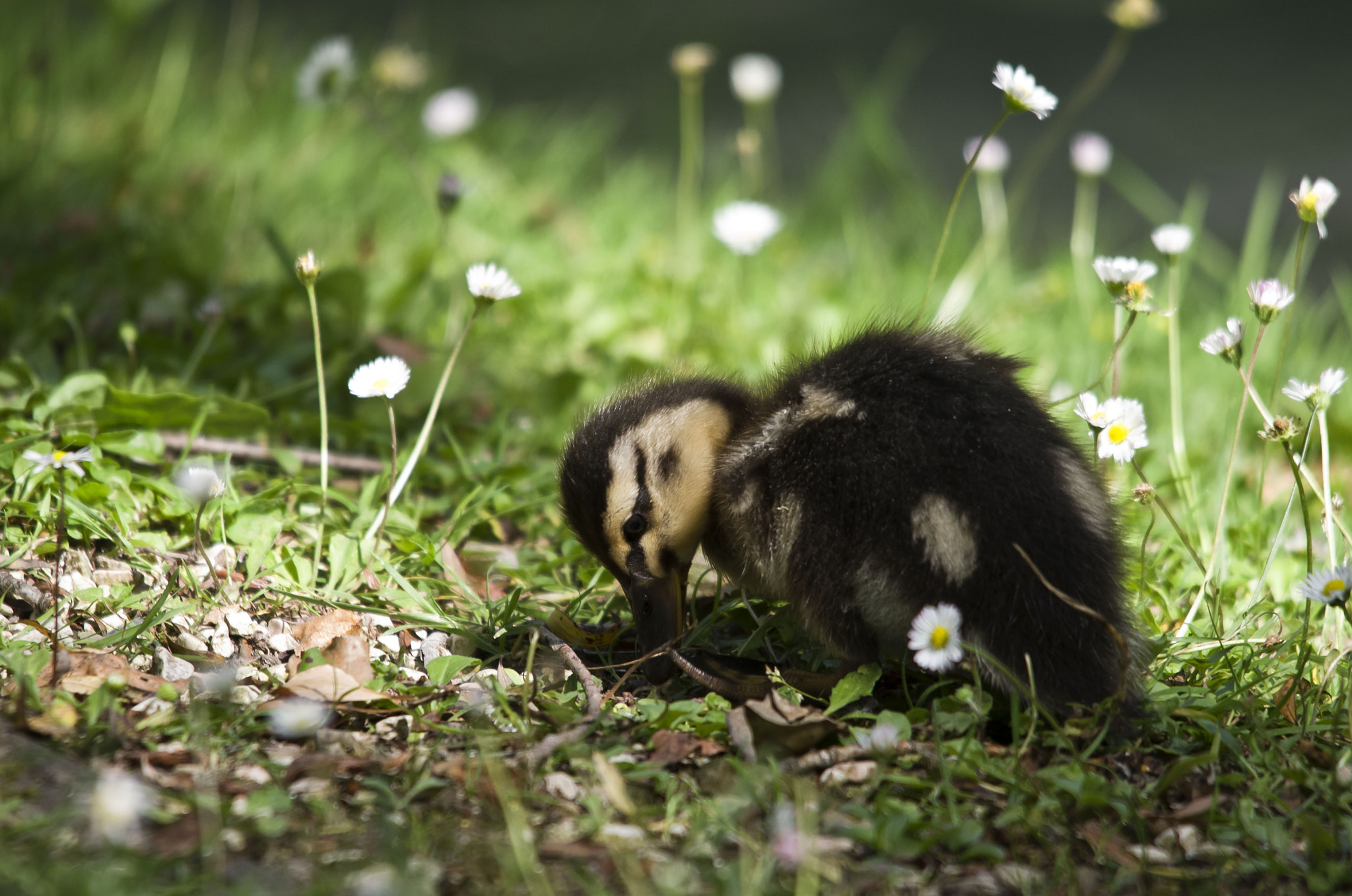 Sigma 70-200mm F2.8 EX DG Macro HSM II sample photo. Duckling photography