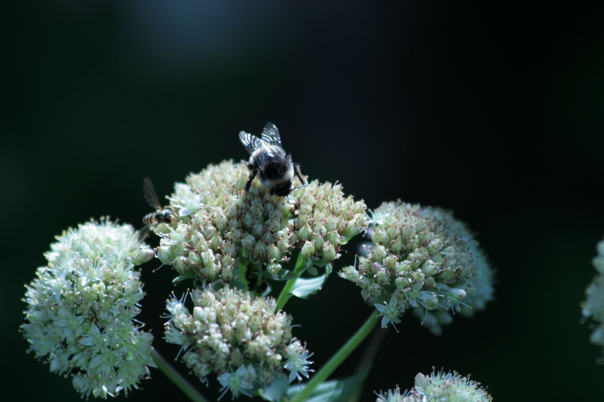 Canon EF 70-300mm F4-5.6 IS USM sample photo. Bumblebee, kimalainen photography