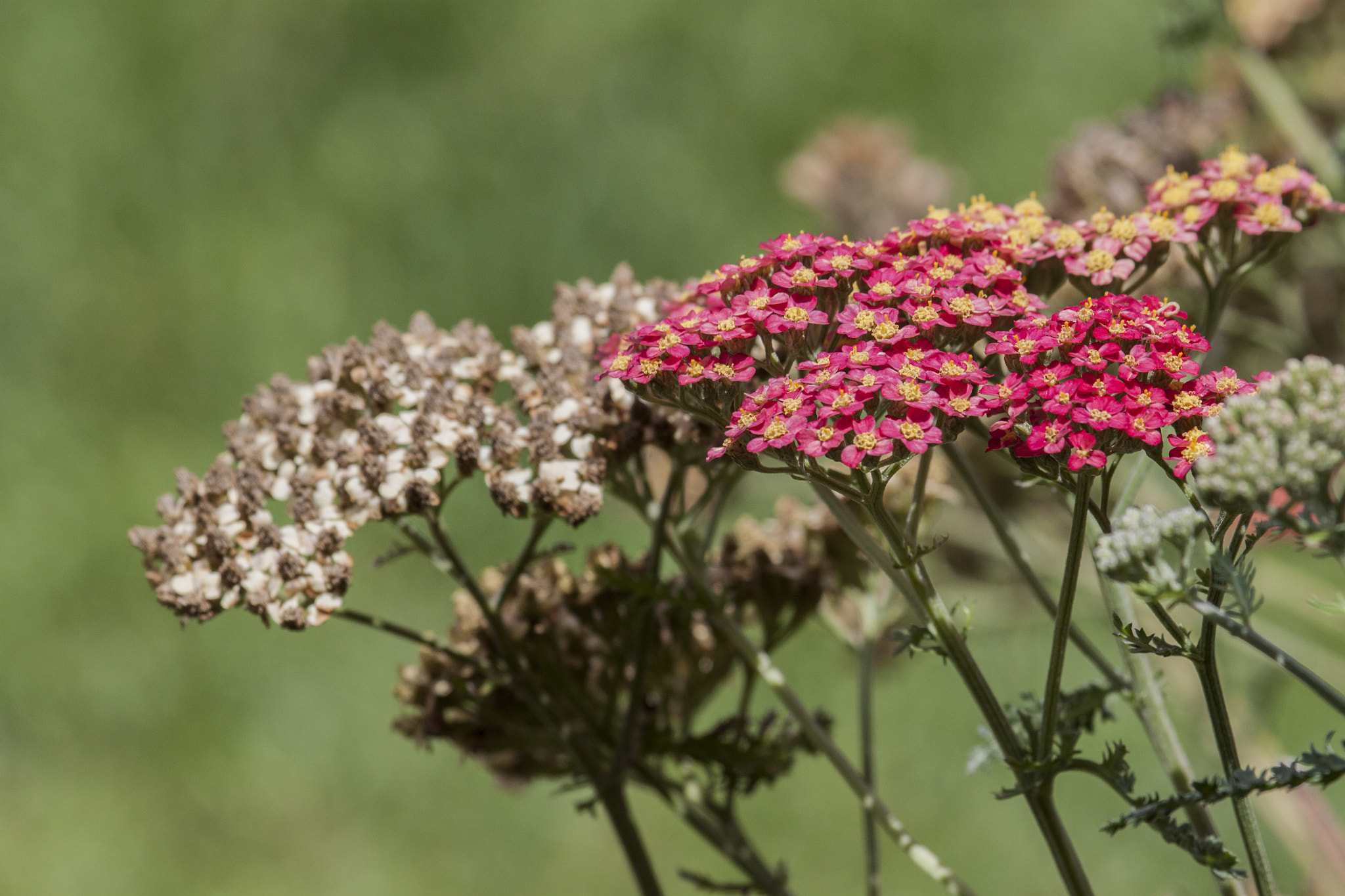 Canon EF 100-400mm F4.5-5.6L IS USM sample photo. Shots from the garden photography