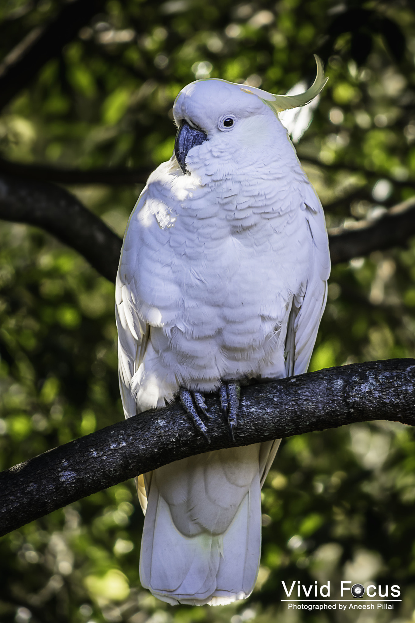 Nikon D7100 + AF Nikkor 70-210mm f/4-5.6D sample photo. Cockatoo photography