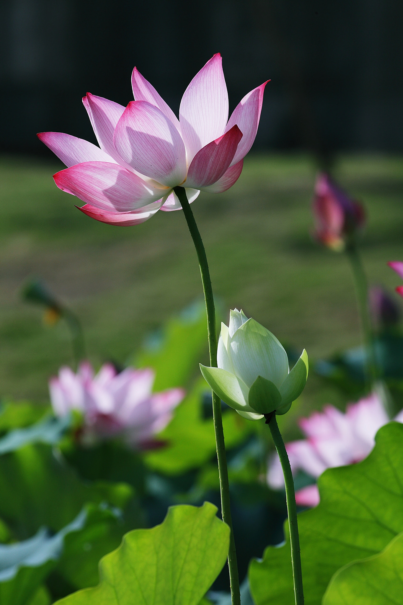 v2?sig=1701073791c6e602fdc4557e2b4134a46f677547a0fe4edcc7937dae42e9a339