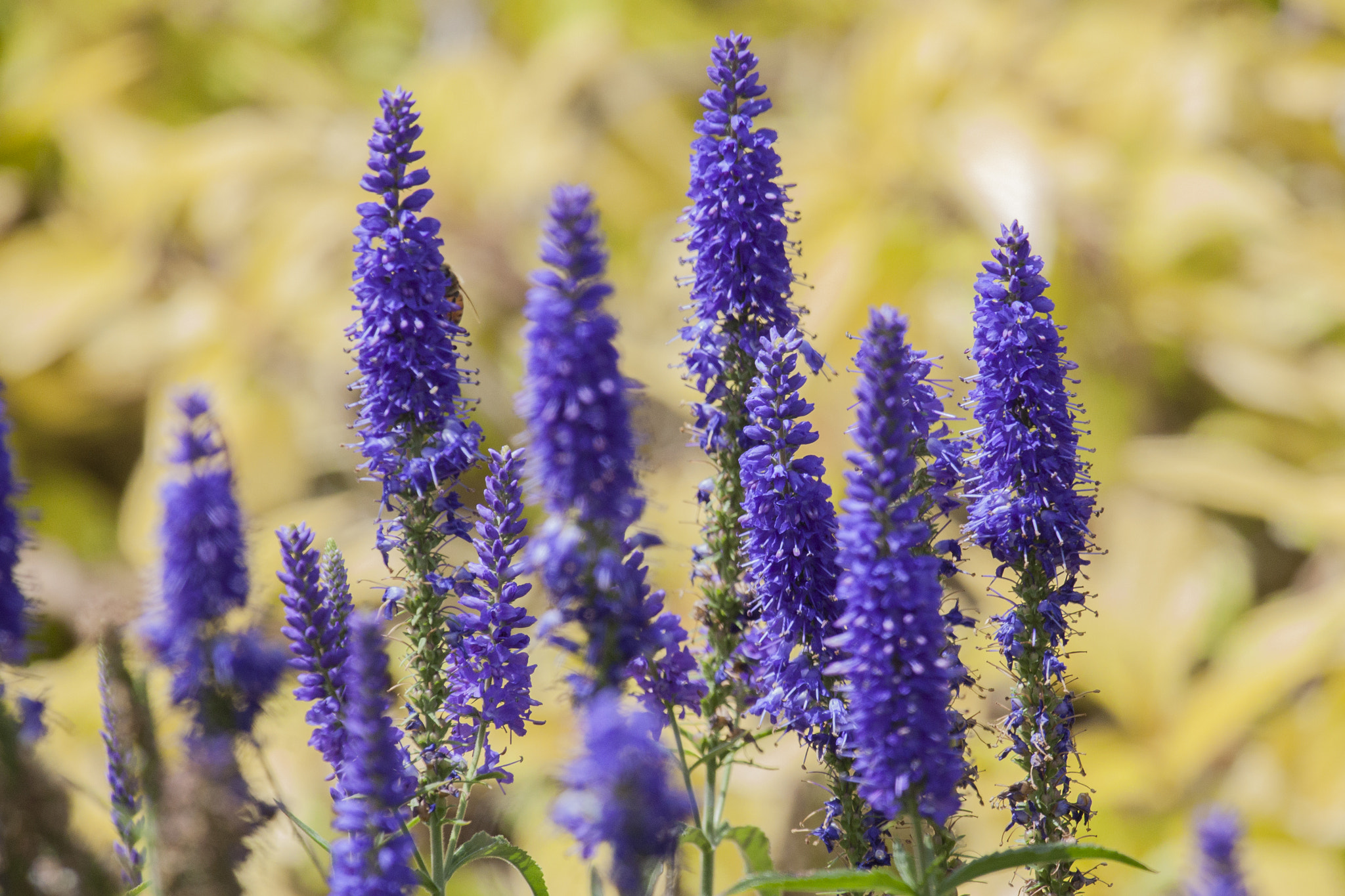 Canon EF 100-400mm F4.5-5.6L IS USM sample photo. Purple and gold photography