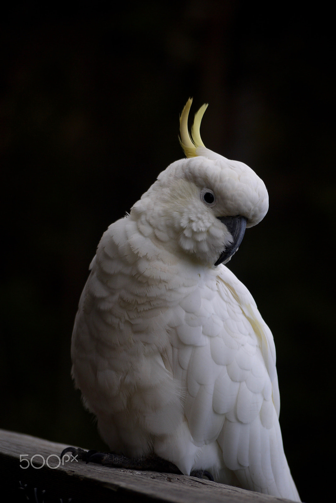 Panasonic Lumix G Vario 45-200mm F4-5.6 OIS sample photo. Cockatoo photography