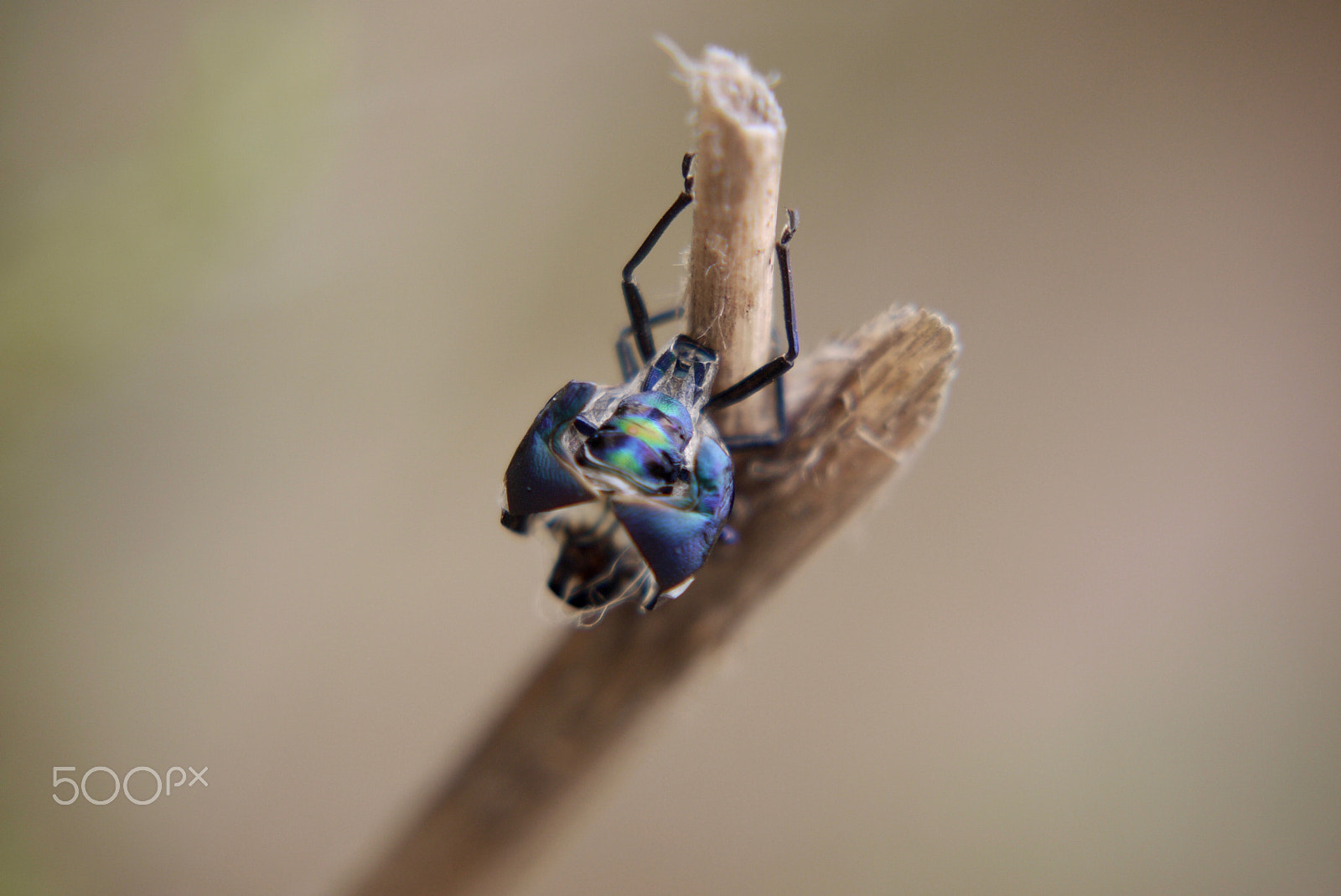 Panasonic Lumix DMC-GF1 + Panasonic Lumix G Vario 45-200mm F4-5.6 OIS sample photo. Unusual beetle photography