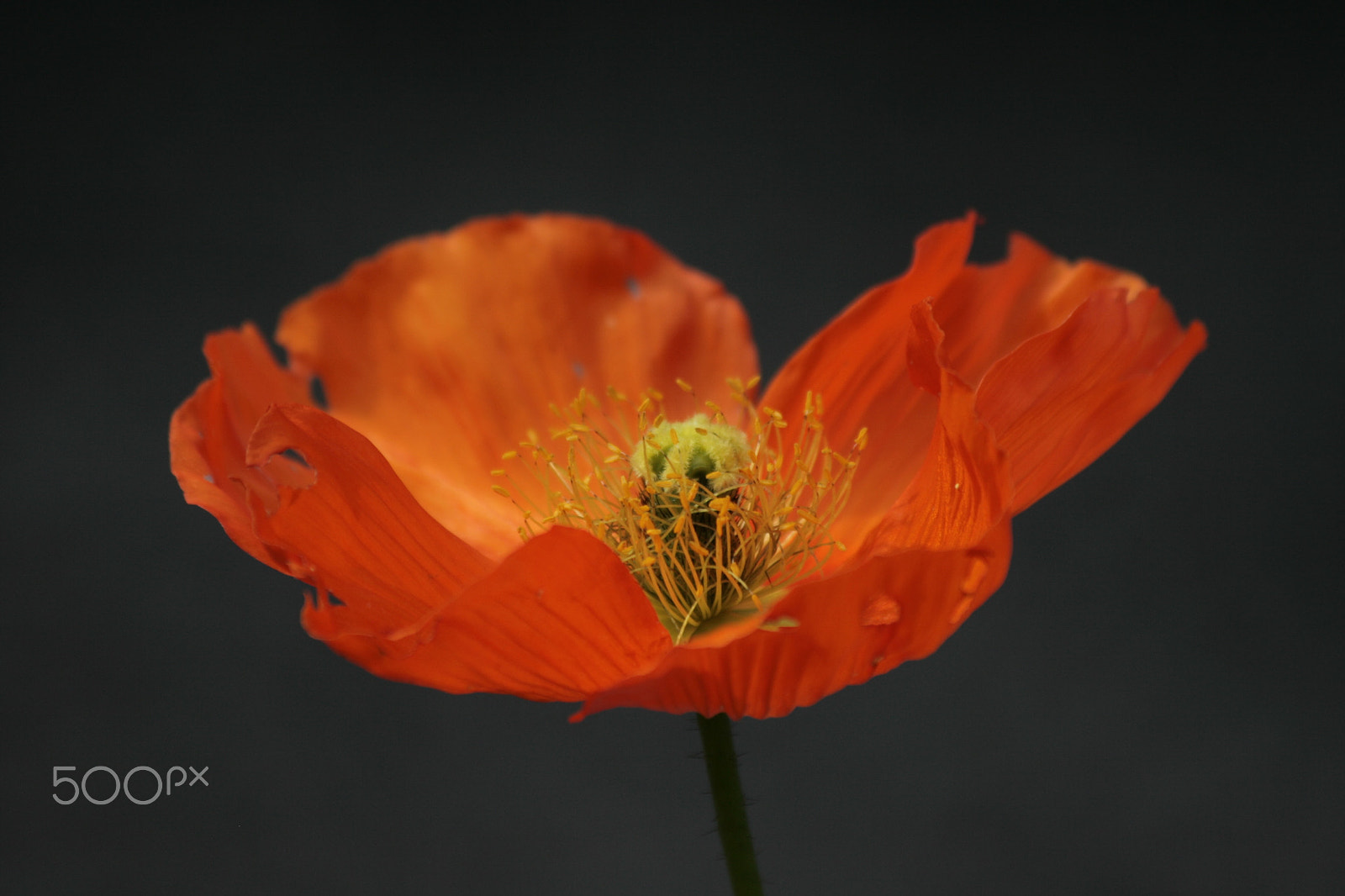 Canon EF 70-300mm F4-5.6 IS USM sample photo. Papaver, unikko photography