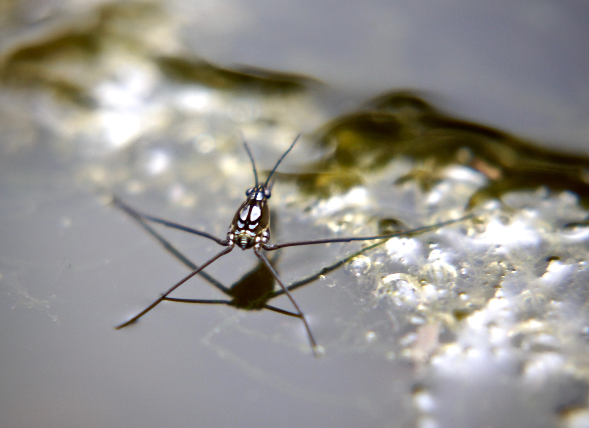 Panasonic Lumix DMC-GF1 + Panasonic Lumix G Vario 45-200mm F4-5.6 OIS sample photo. Water bug photography